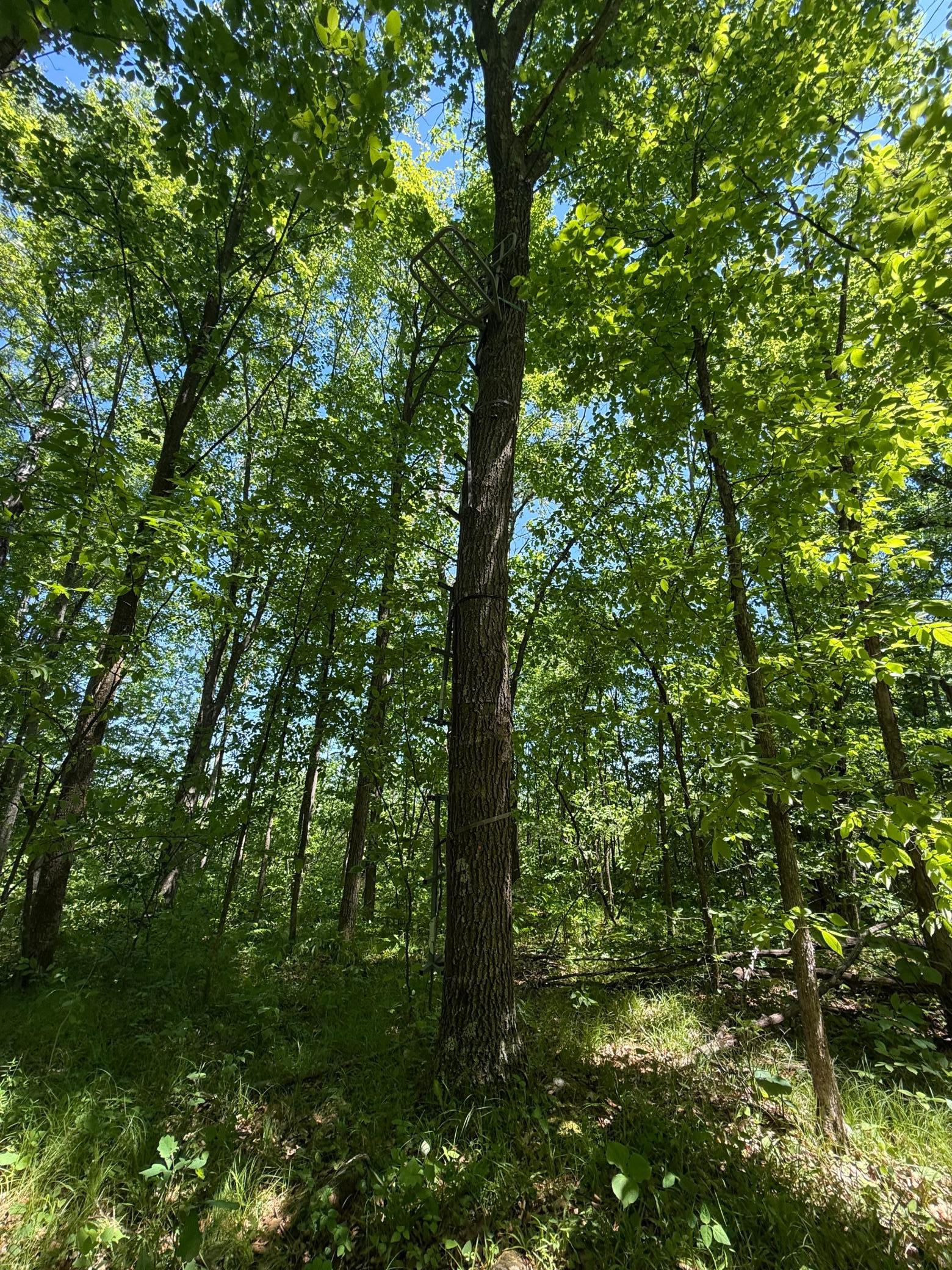 View of Land at TBD Sandhill Crane Ln, Pine City MN 55063, Pine City (19 of 27) - Mike Wilen | Minnesota Team Real Estate
