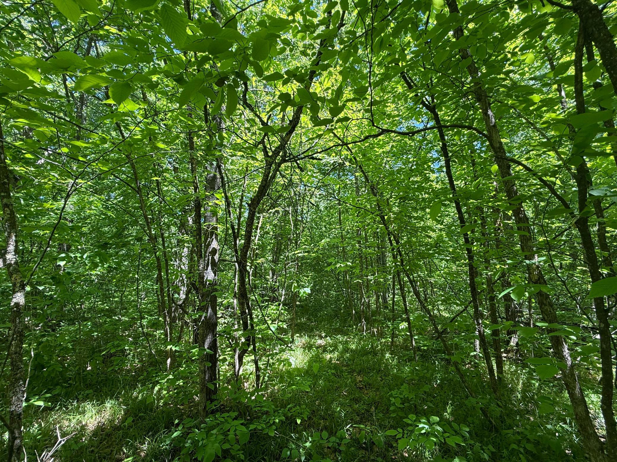 View of Land at TBD Sandhill Crane Ln, Pine City MN 55063, Pine City (18 of 27) - Mike Wilen | Minnesota Team Real Estate
