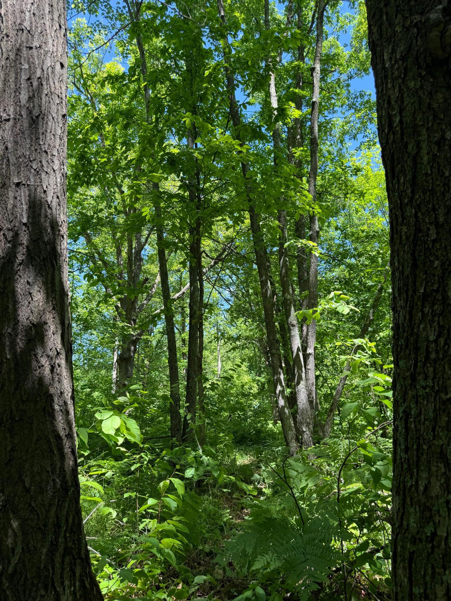 View of Land at TBD Sandhill Crane Ln, Pine City MN 55063, Pine City (16 of 27) - Mike Wilen | Minnesota Team Real Estate