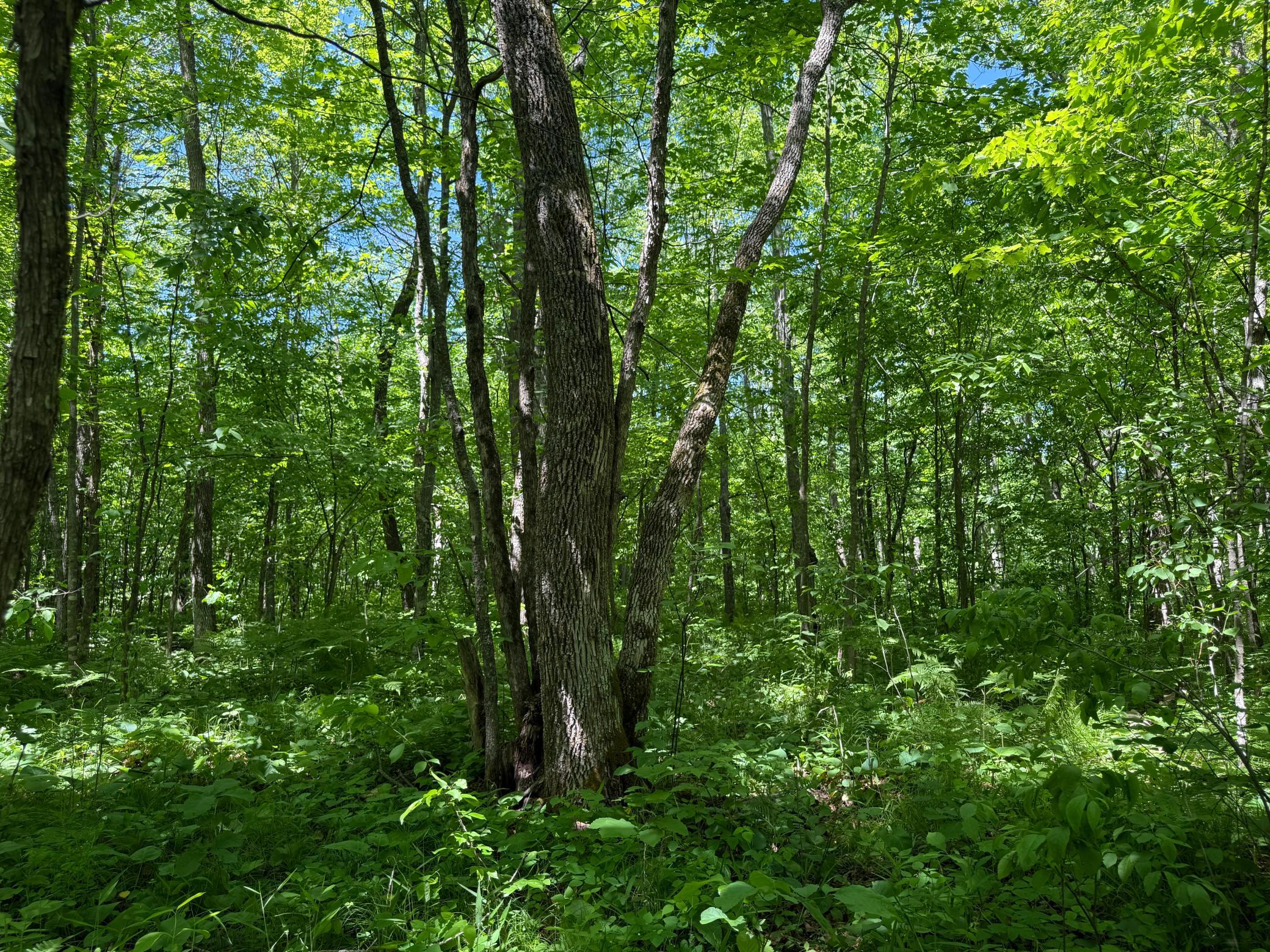 View of Land at TBD Sandhill Crane Ln, Pine City MN 55063, Pine City (15 of 27) - Mike Wilen | Minnesota Team Real Estate