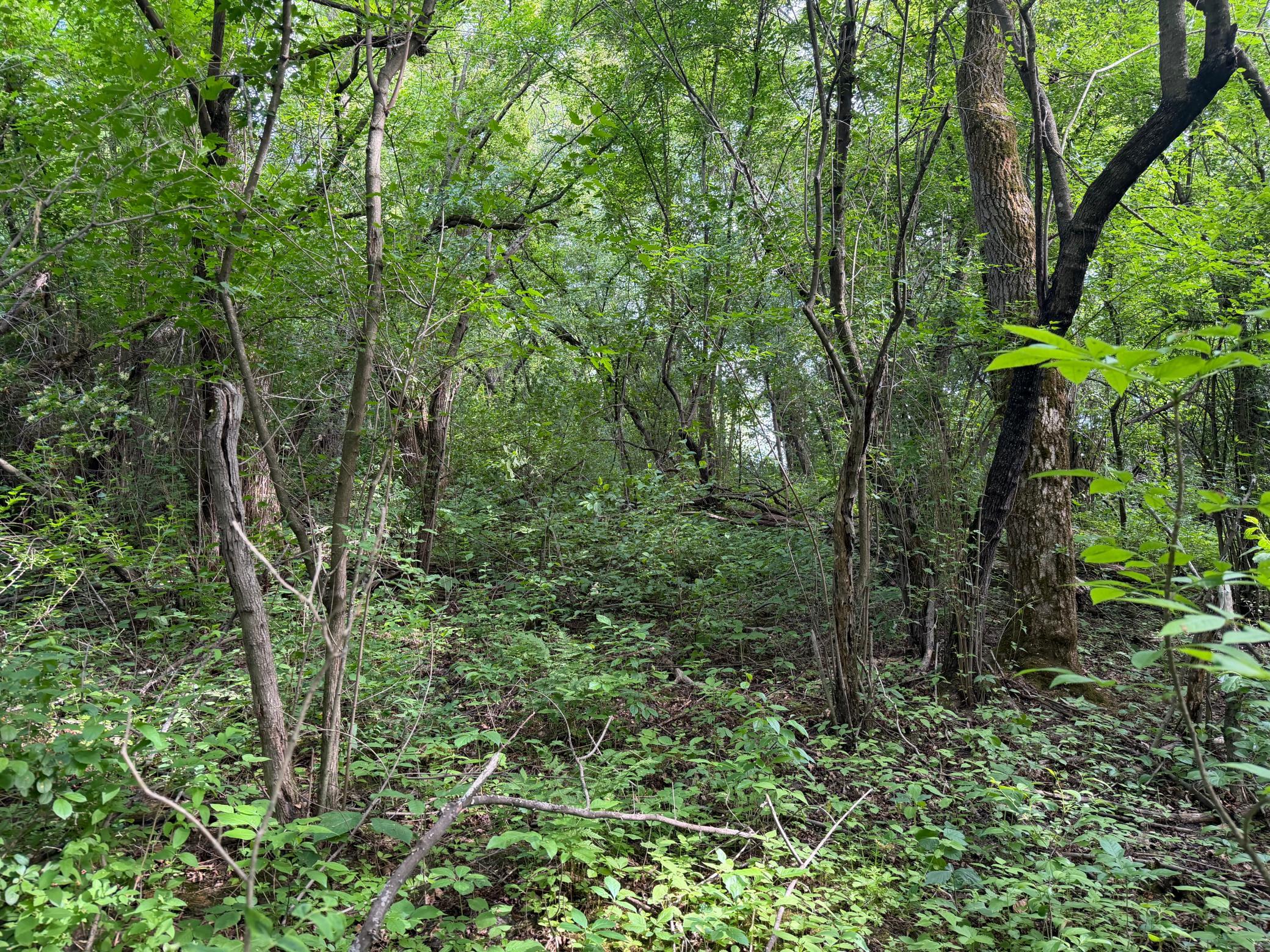 View of Land at TBD-5AC Ginger Avenue, Harris MN 55032, Harris (8 of 13) - Mike Wilen | Minnesota Team Real Estate