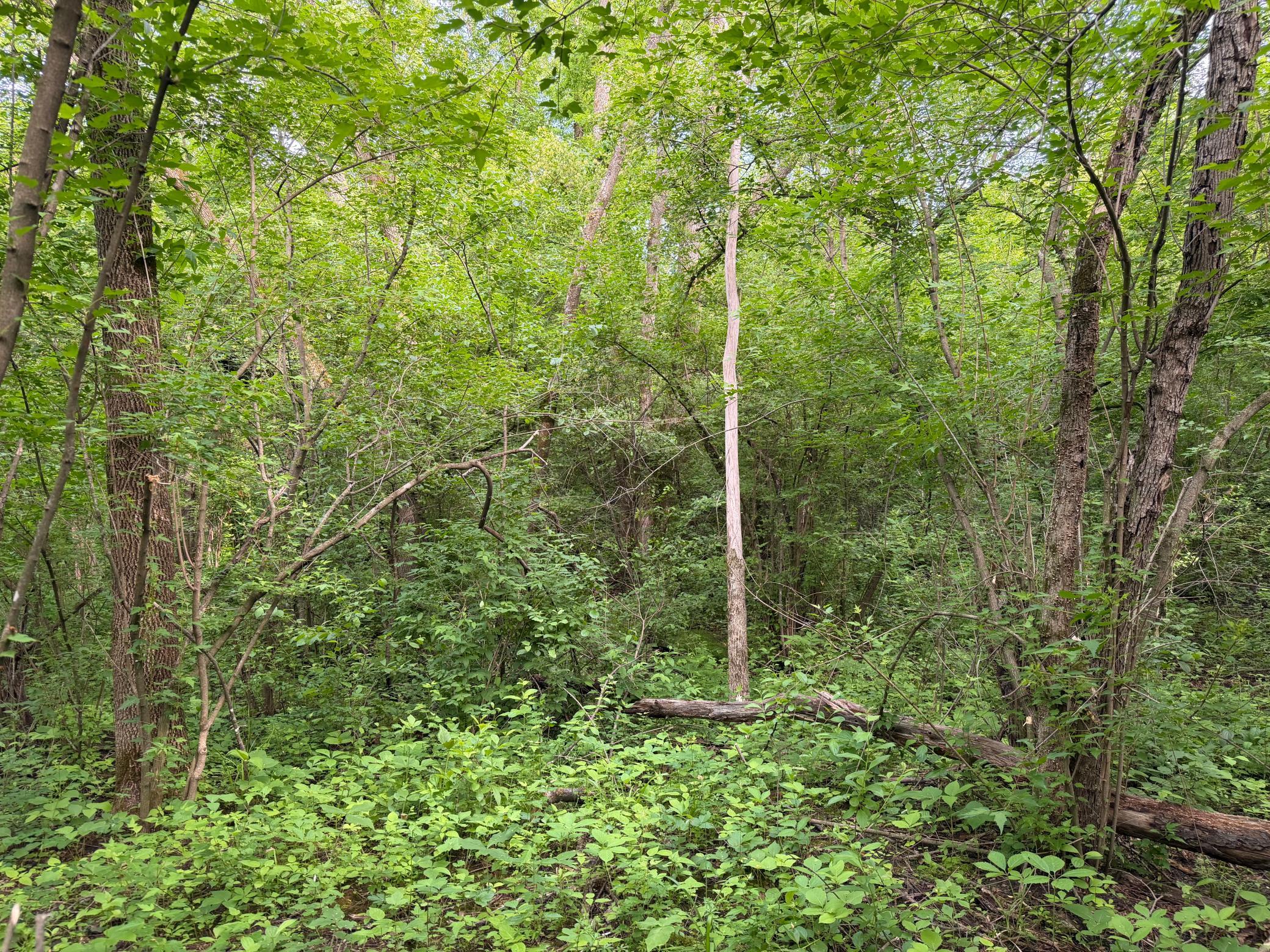 View of Land at TBD-5AC Ginger Avenue, Harris MN 55032, Harris (12 of 13) - Mike Wilen | Minnesota Team Real Estate