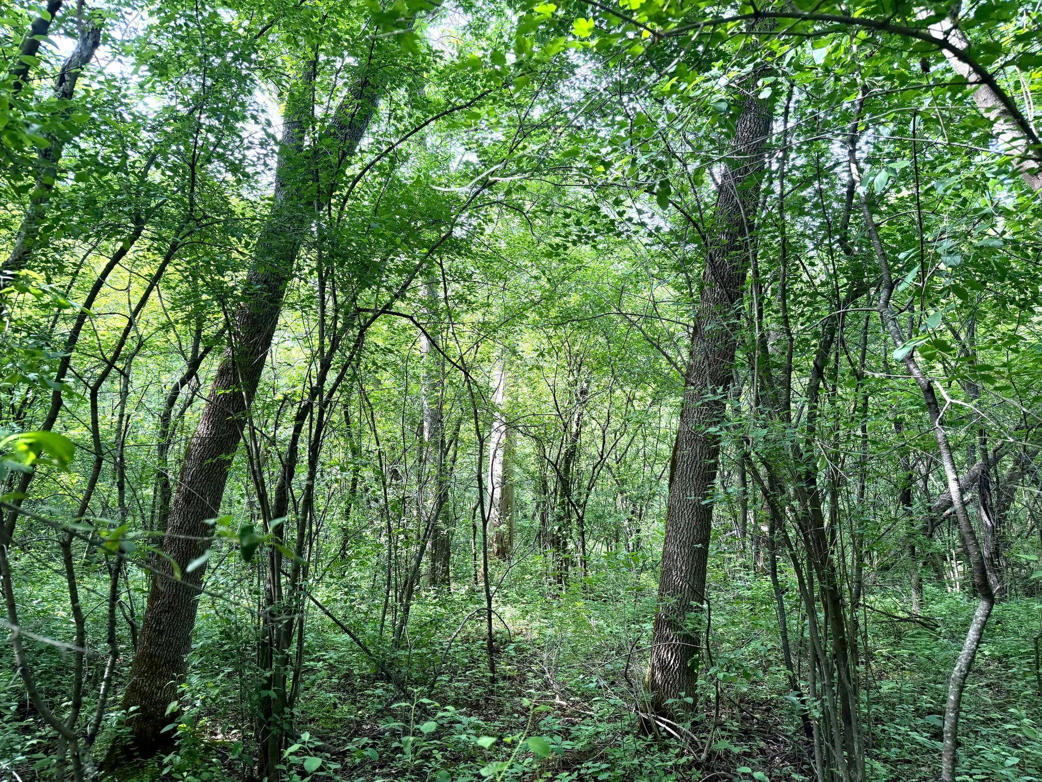 View of Land at TBD-5AC Ginger Avenue, Harris MN 55032, Harris (5 of 13) - Mike Wilen | Minnesota Team Real Estate