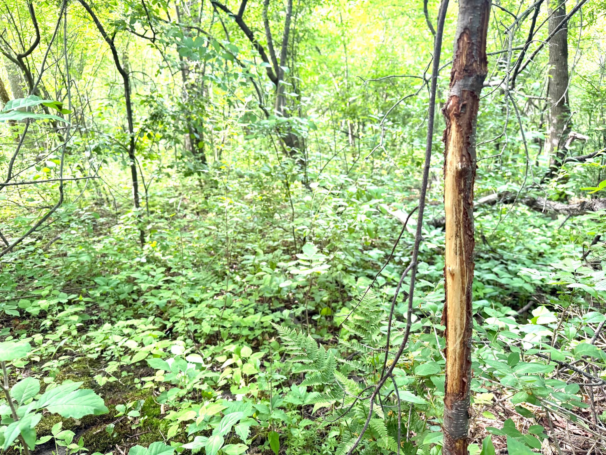 View of Land at TBD-5AC Ginger Avenue, Harris MN 55032, Harris (11 of 13) - Mike Wilen | Minnesota Team Real Estate