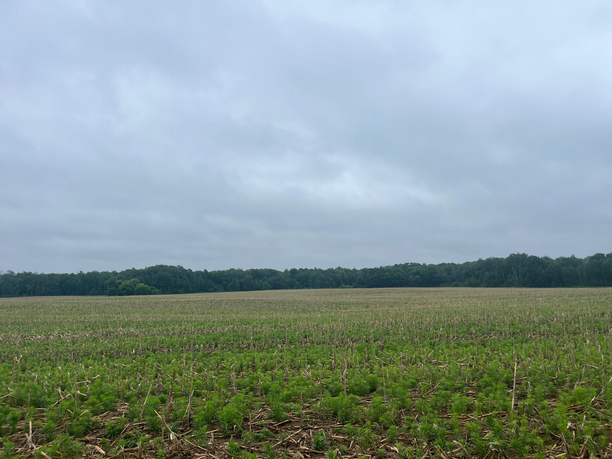 View of Land at TBD (Lot 2) Hemingway Avenue, North Branch MN 55056, North Branch - Mike Wilen | Minnesota Team Real Estate