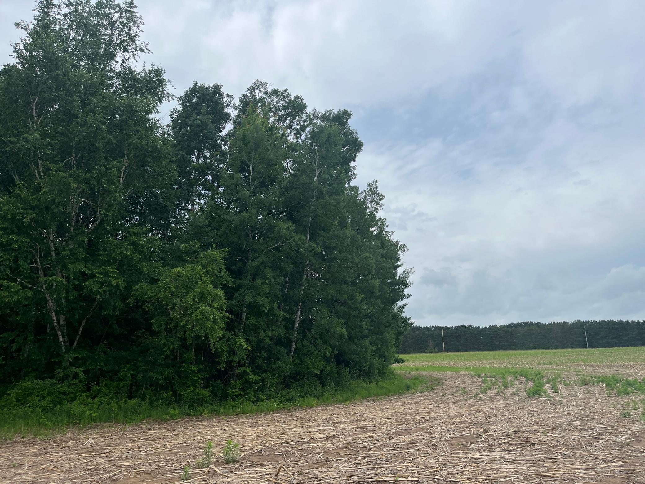 View of Land at TBD (Lot 2) Hemingway Avenue, North Branch MN 55056, North Branch (5 of 6) - Mike Wilen | Minnesota Team Real Estate