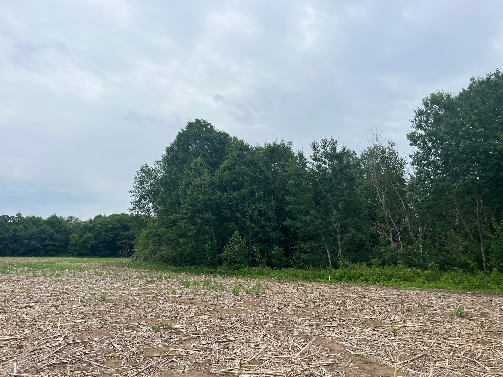 View of Land at TBD (Lot 2) Hemingway Avenue, North Branch MN 55056, North Branch (4 of 6) - Mike Wilen | Minnesota Team Real Estate