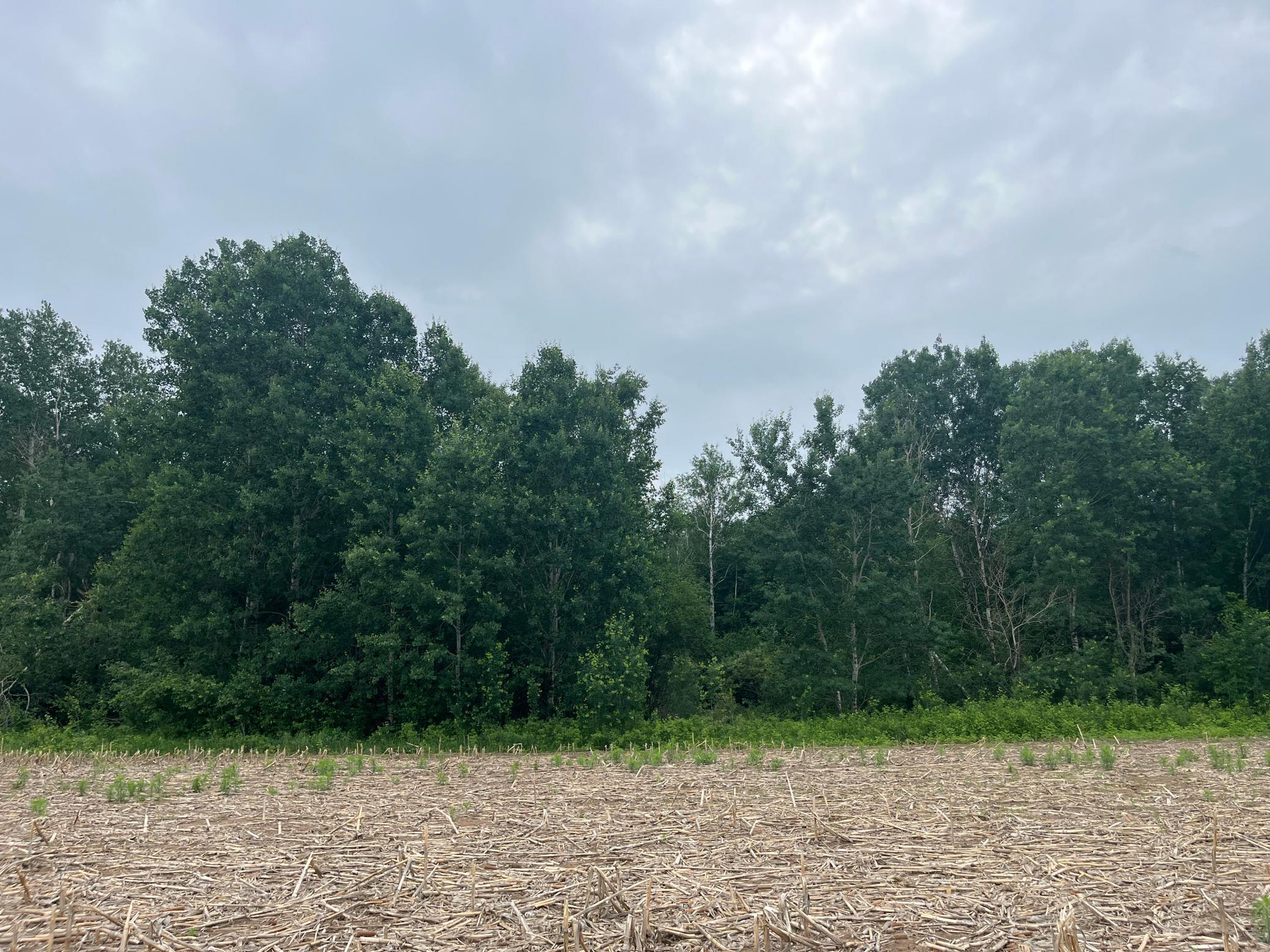 View of Land at TBD (Lot 2) Hemingway Avenue, North Branch MN 55056, North Branch (3 of 6) - Mike Wilen | Minnesota Team Real Estate