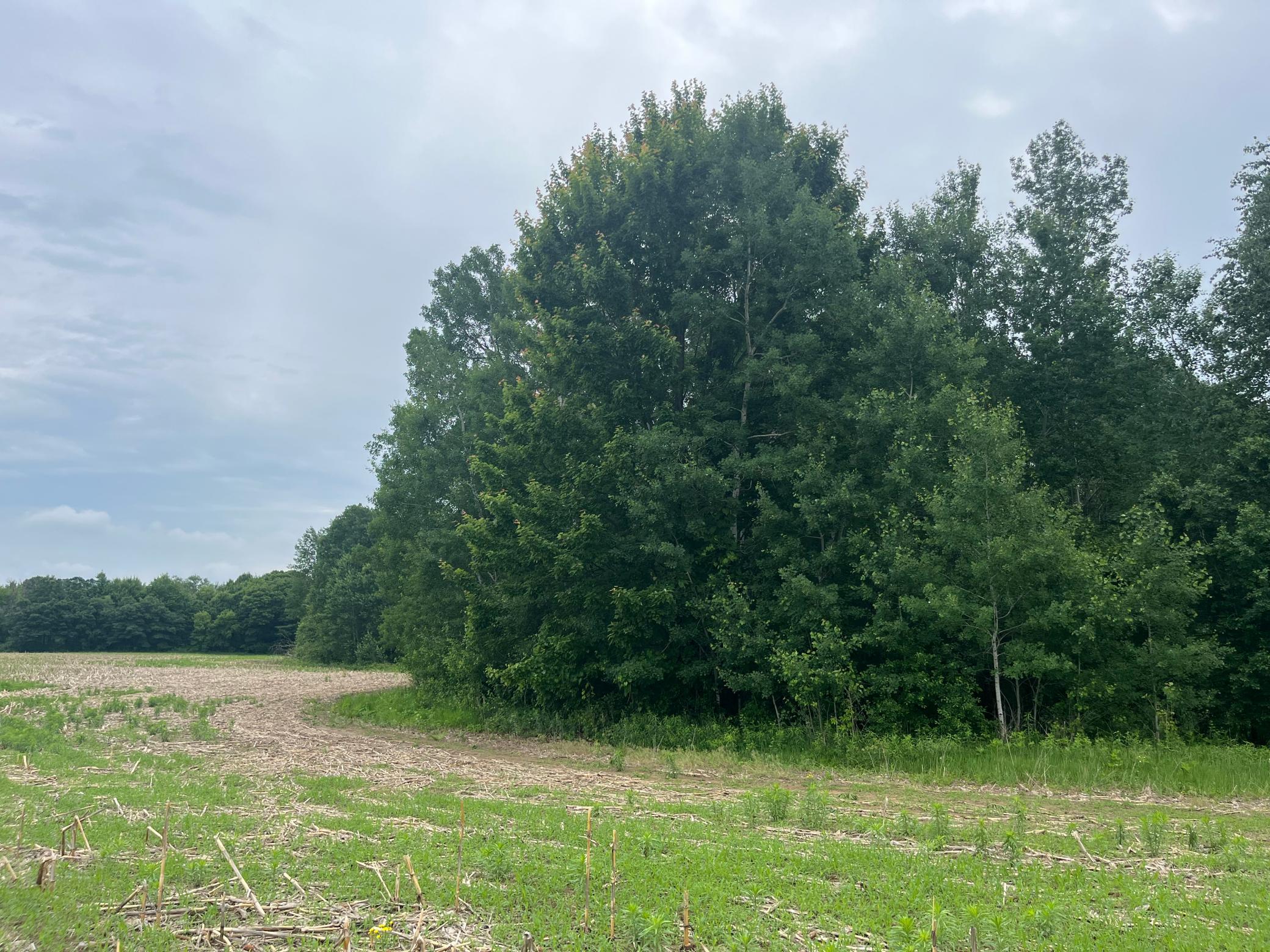 View of Land at TBD (Lot 3) Hemingway Avenue, North Branch MN 55056, North Branch (2 of 2) - Mike Wilen | Minnesota Team Real Estate