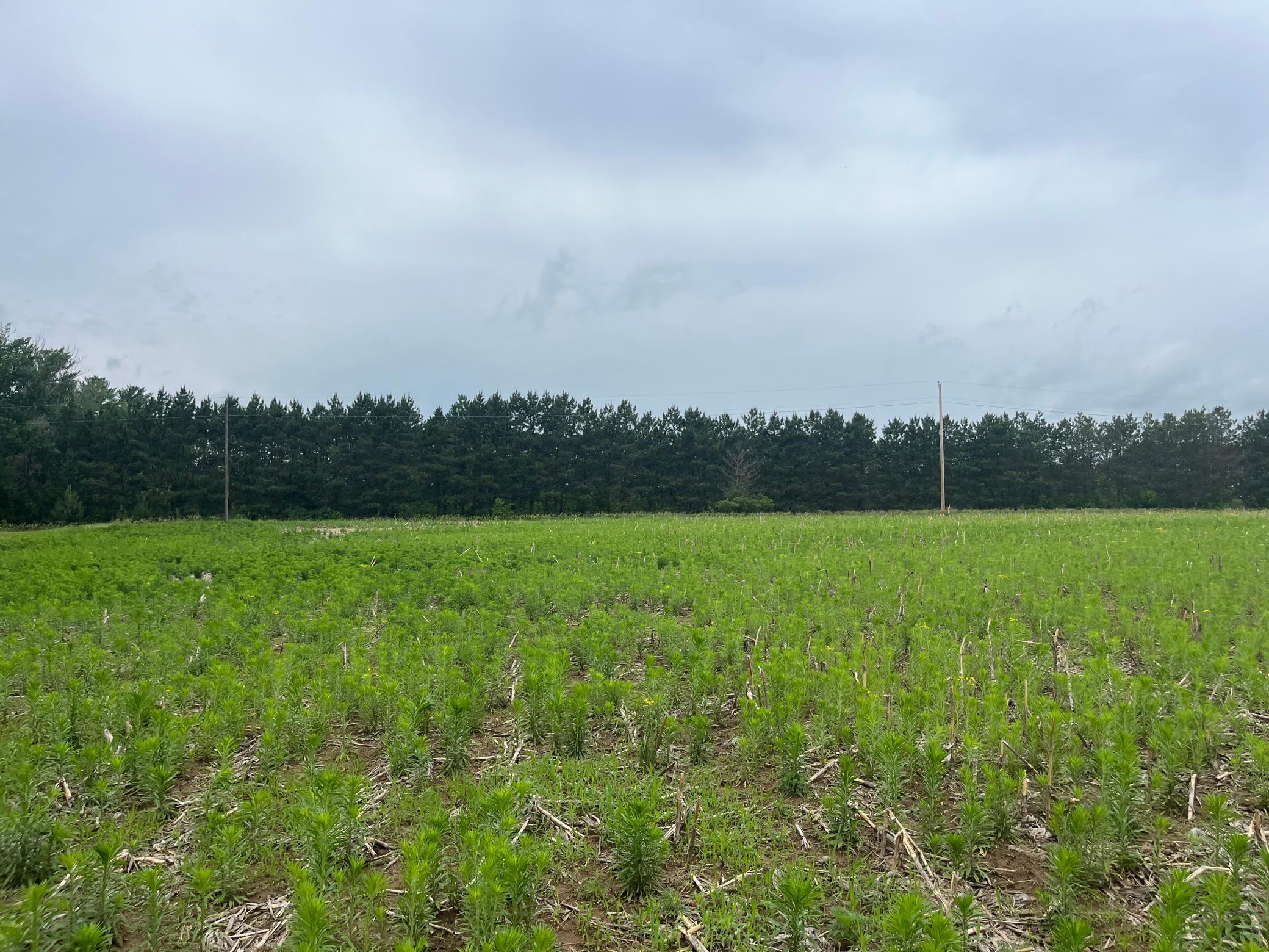 View of Land at TBD (Lot 4) Hemingway Avenue, North Branch MN 55056, North Branch - Mike Wilen | Minnesota Team Real Estate