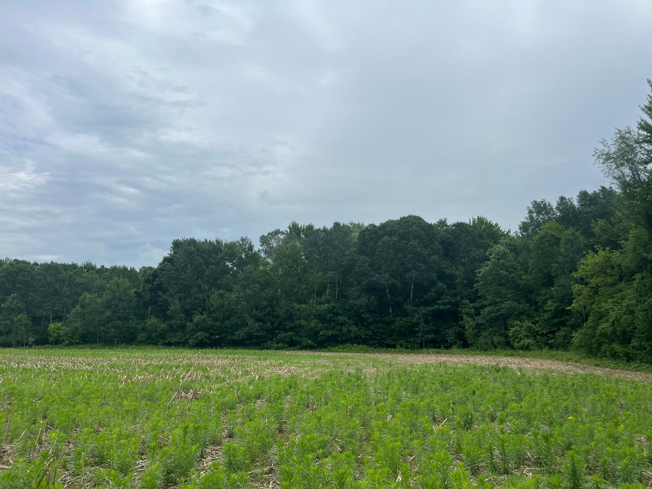 View of Land at TBD (Lot 4) Hemingway Avenue, North Branch MN 55056, North Branch (4 of 5) - Mike Wilen | Minnesota Team Real Estate