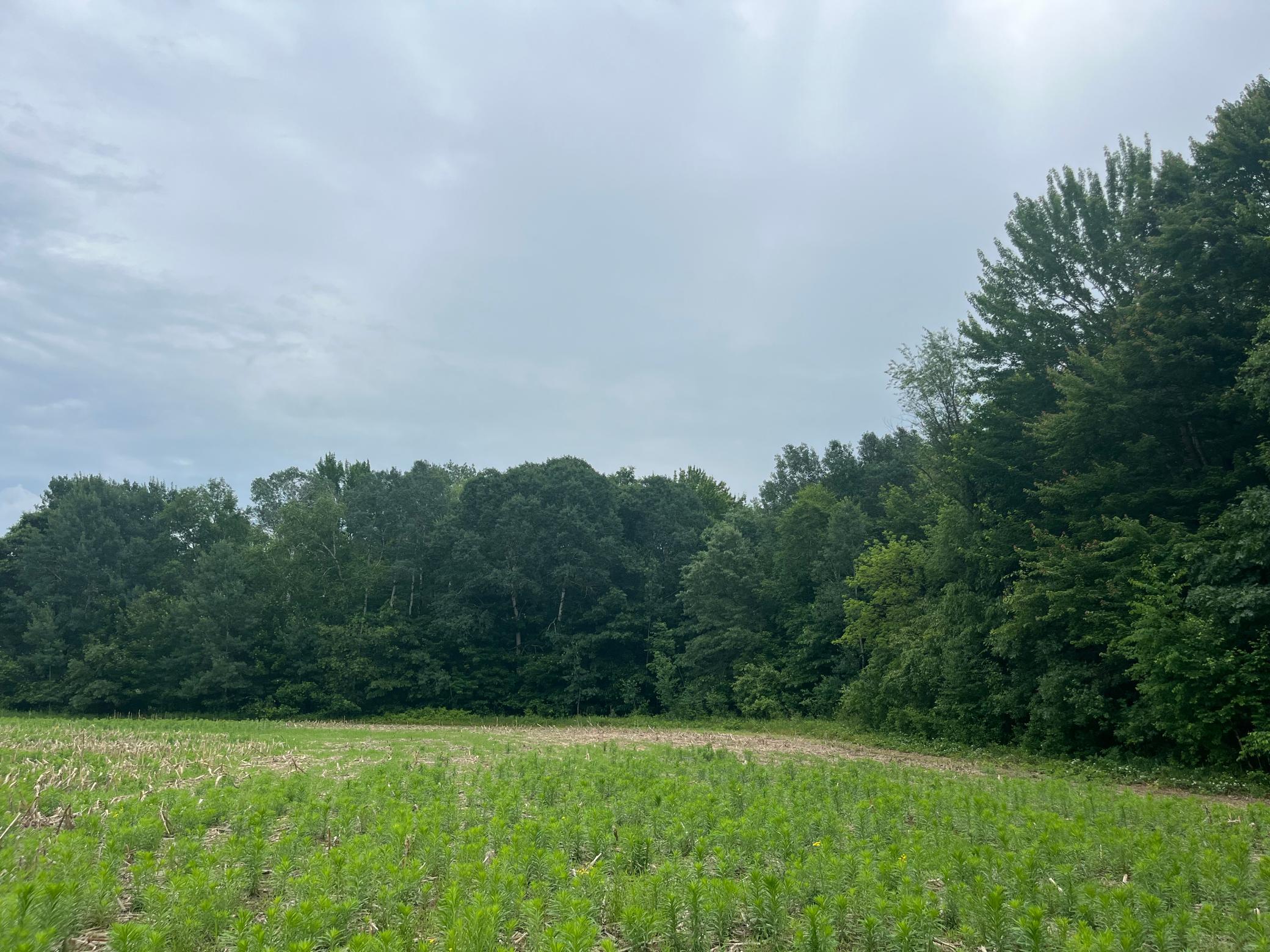 View of Land at TBD (Lot 4) Hemingway Avenue, North Branch MN 55056, North Branch (2 of 5) - Mike Wilen | Minnesota Team Real Estate