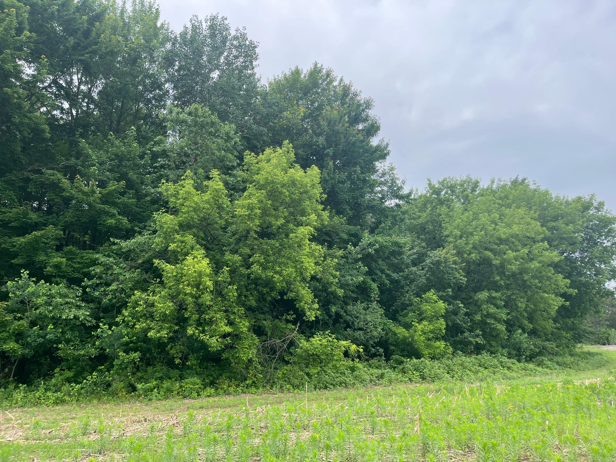 View of Land at TBD (Lot 4) Hemingway Avenue, North Branch MN 55056, North Branch (3 of 5) - Mike Wilen | Minnesota Team Real Estate