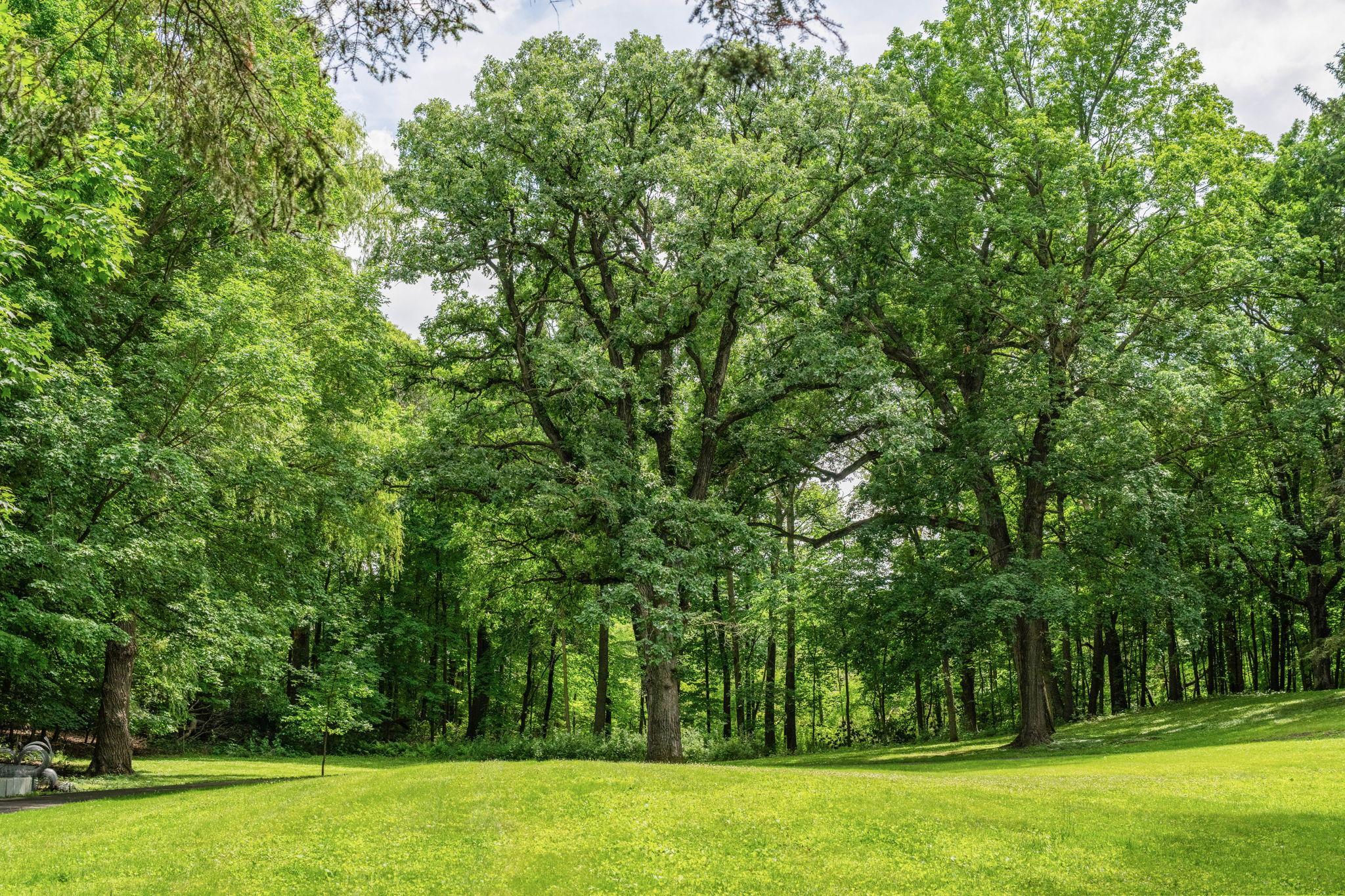 View of Land at 585 Ferndale Road, Wayzata MN 55391, Wayzata (3 of 8) - Mike Wilen | Minnesota Team Real Estate