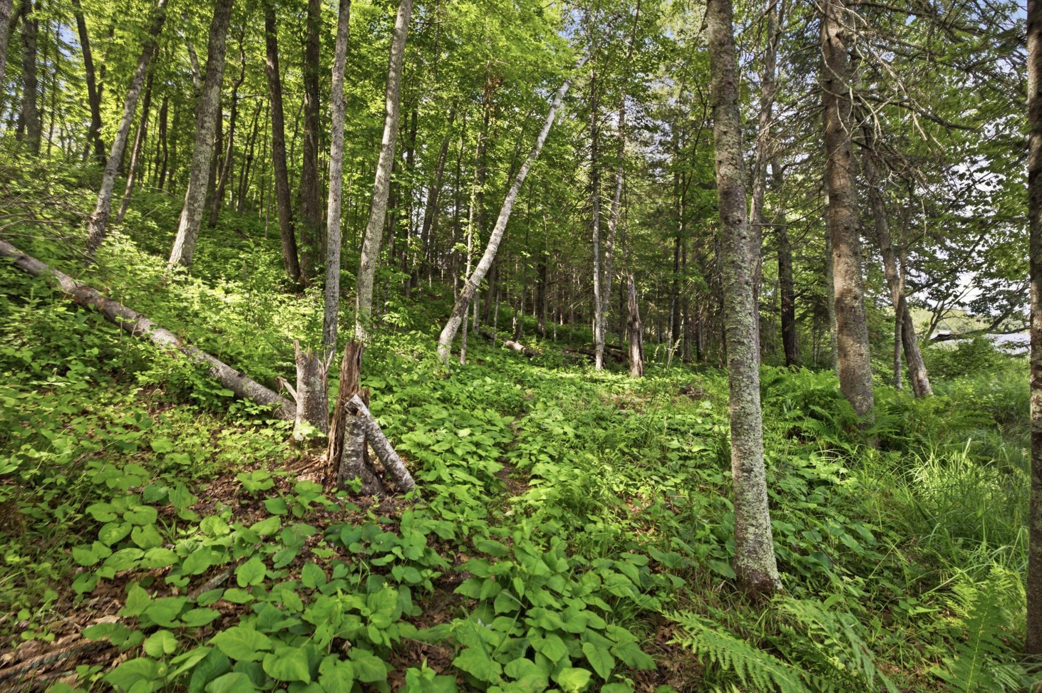 View of Land at 33775 Mcneil Road, Aitkin MN 56431, Aitkin (19 of 24) - Mike Wilen | Minnesota Team Real Estate