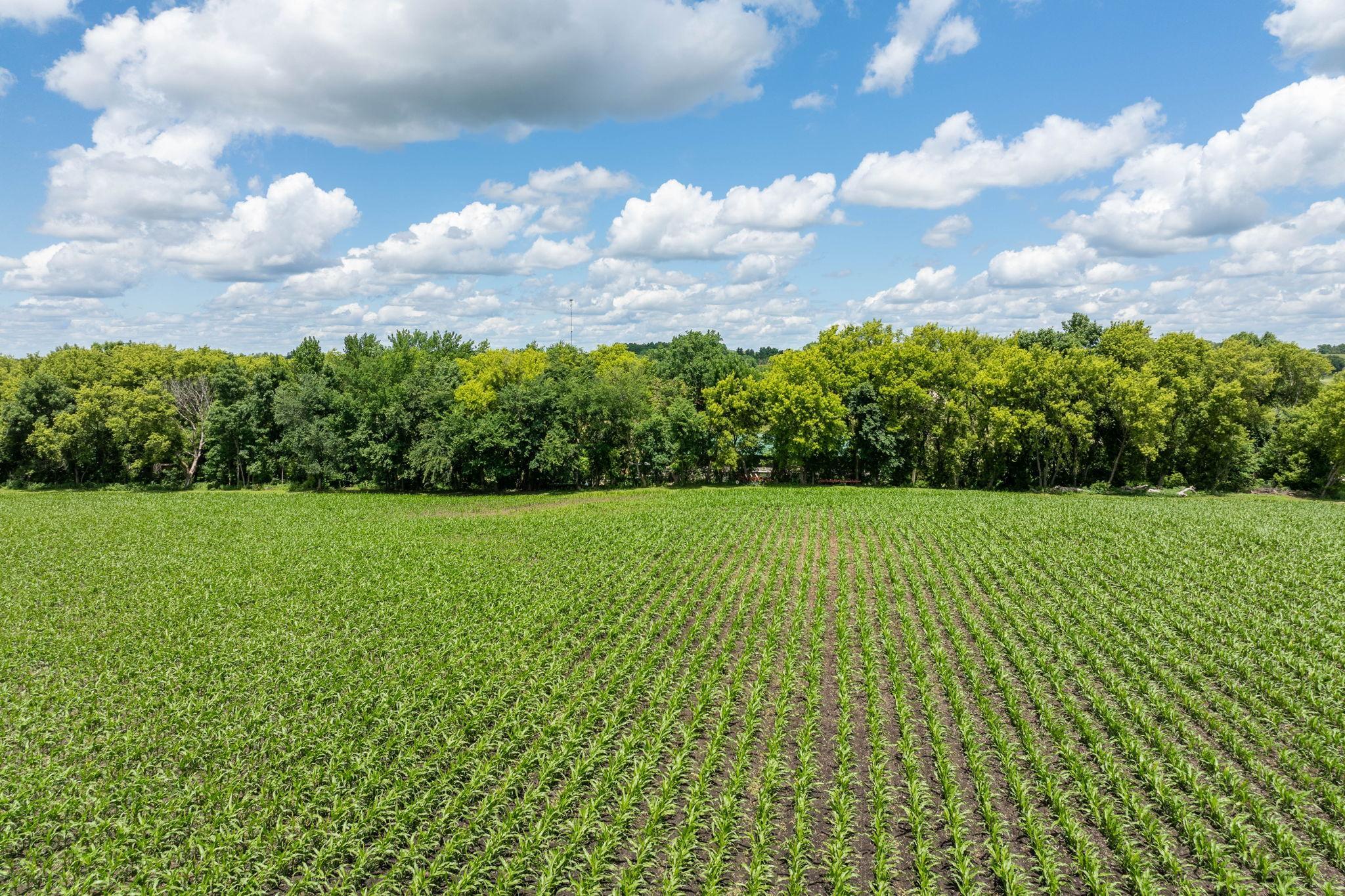 View of Land at XXX 165th Avenue, Kilkenny MN 56052, Kilkenny (12 of 13) - Mike Wilen | Minnesota Team Real Estate