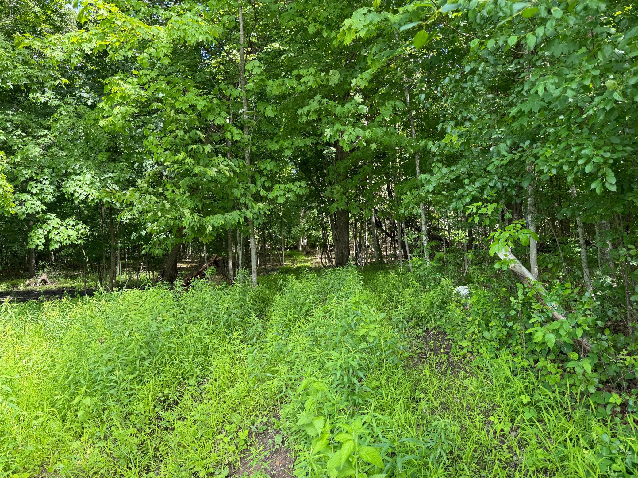 View of Land at TBD Lindo Trail, Lindstrom MN 55045, Lindstrom (41 of 46) - Mike Wilen | Minnesota Team Real Estate