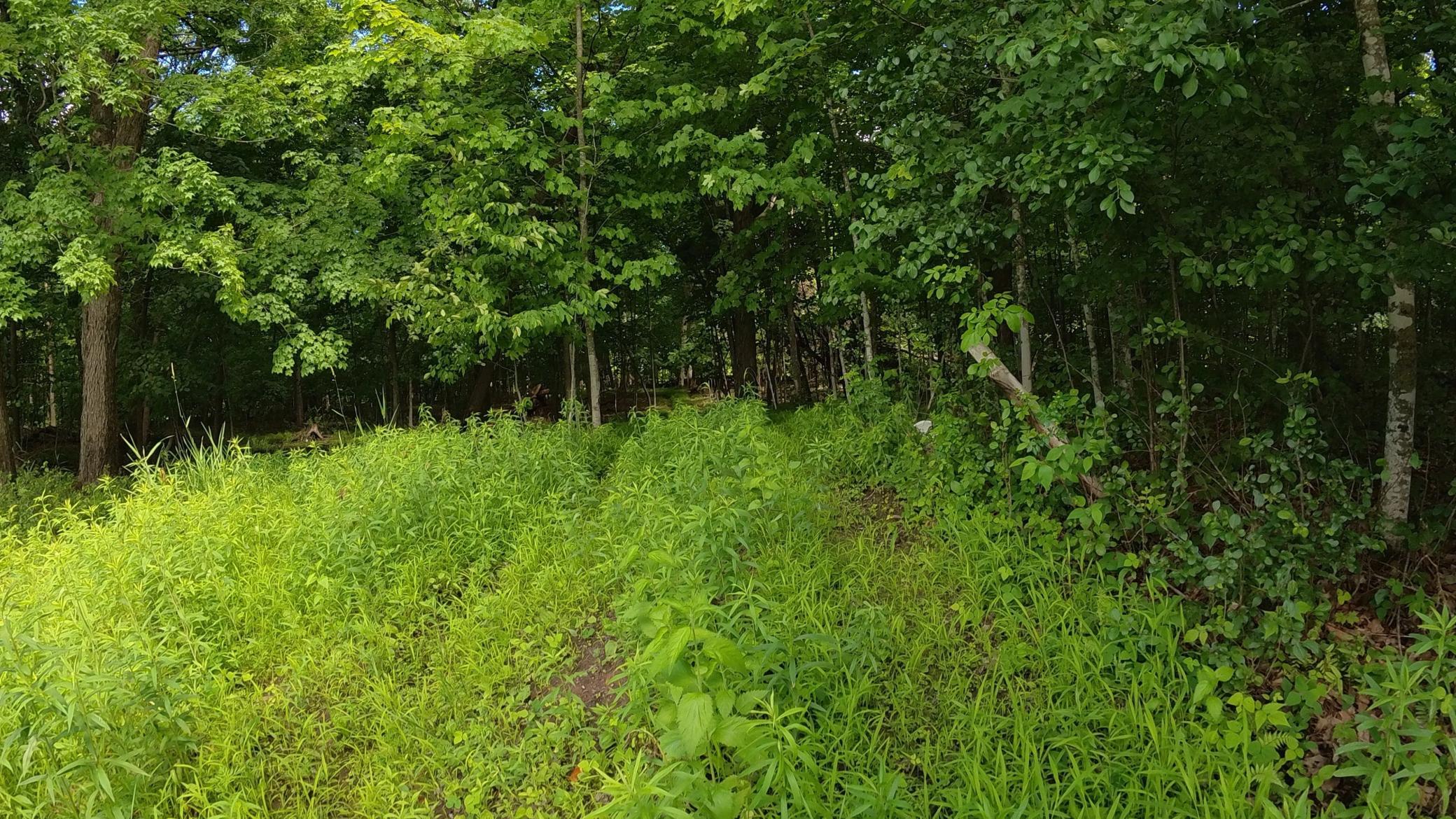 View of Land at TBD Lindo Trail, Lindstrom MN 55045, Lindstrom (36 of 46) - Mike Wilen | Minnesota Team Real Estate