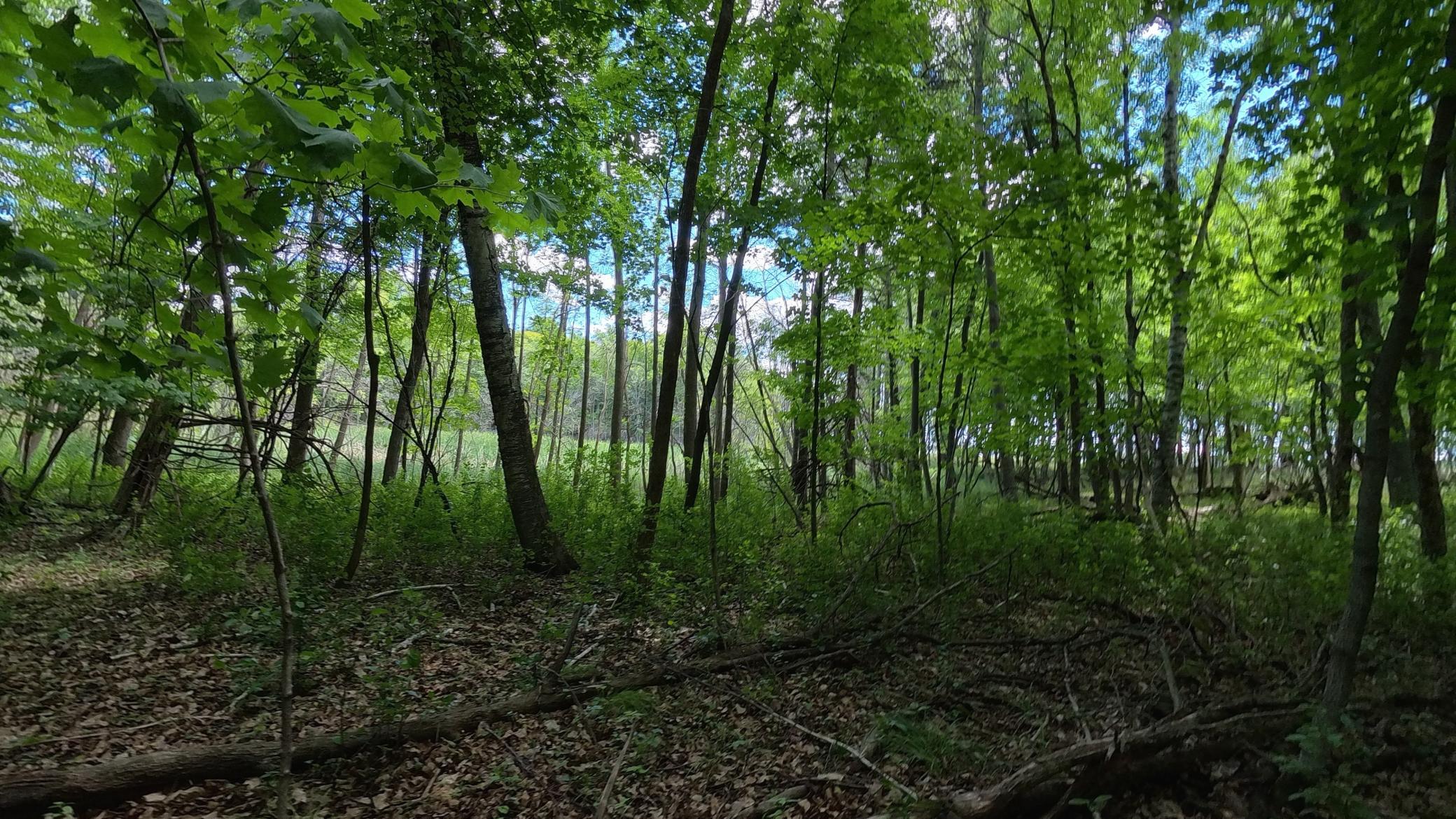 View of Land at TBD Lindo Trail, Lindstrom MN 55045, Lindstrom (30 of 46) - Mike Wilen | Minnesota Team Real Estate