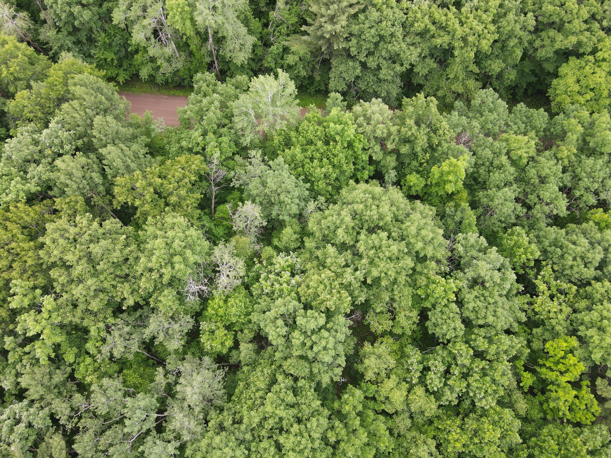 View of Land at LOT 5 Wilderness Retreat, Pine City MN 55063, Pine City (6 of 15) - Mike Wilen | Minnesota Team Real Estate