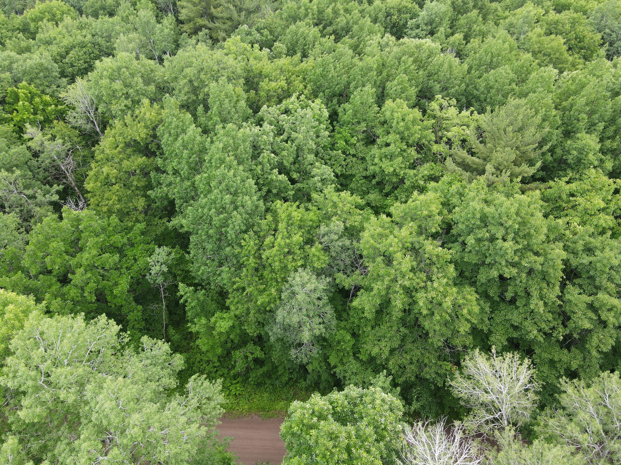 View of Land at LOT 5 Wilderness Retreat, Pine City MN 55063, Pine City - Mike Wilen | Minnesota Team Real Estate