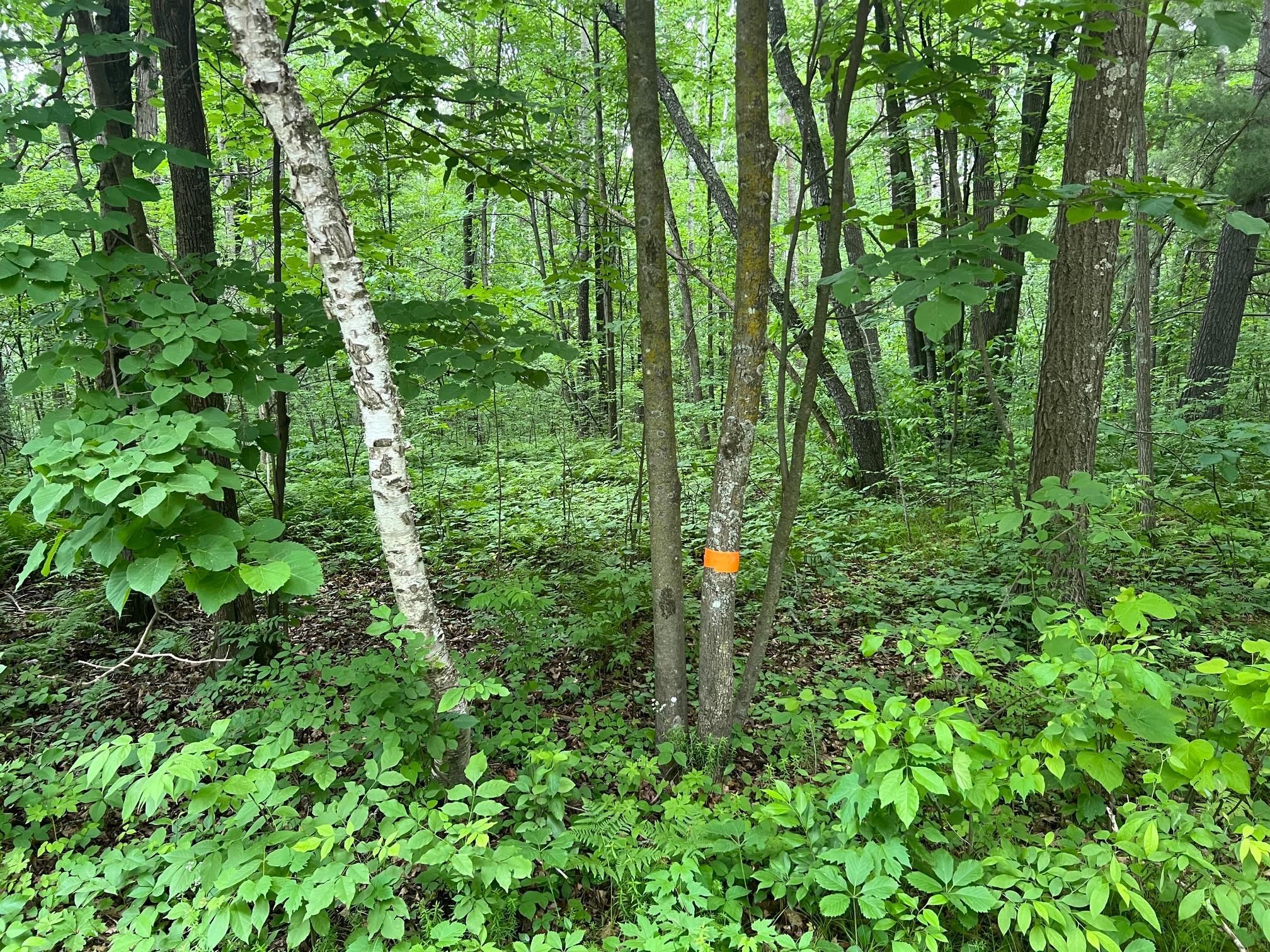 View of Land at LOT 5 Wilderness Retreat, Pine City MN 55063, Pine City (14 of 15) - Mike Wilen | Minnesota Team Real Estate
