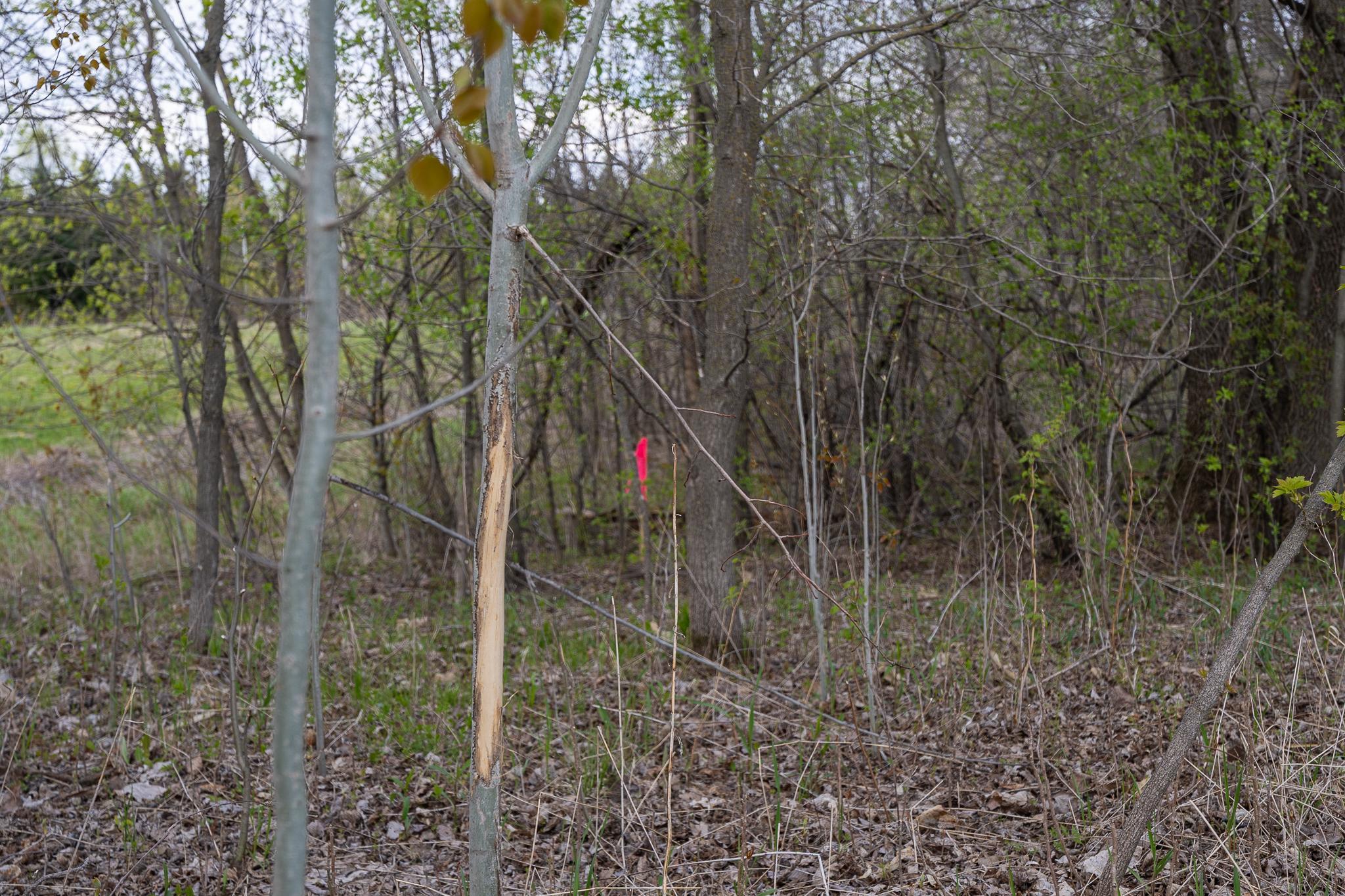 View of Land at TBD-58AC 465th Street, Harris MN 55032, Harris (13 of 63) - Mike Wilen | Minnesota Team Real Estate