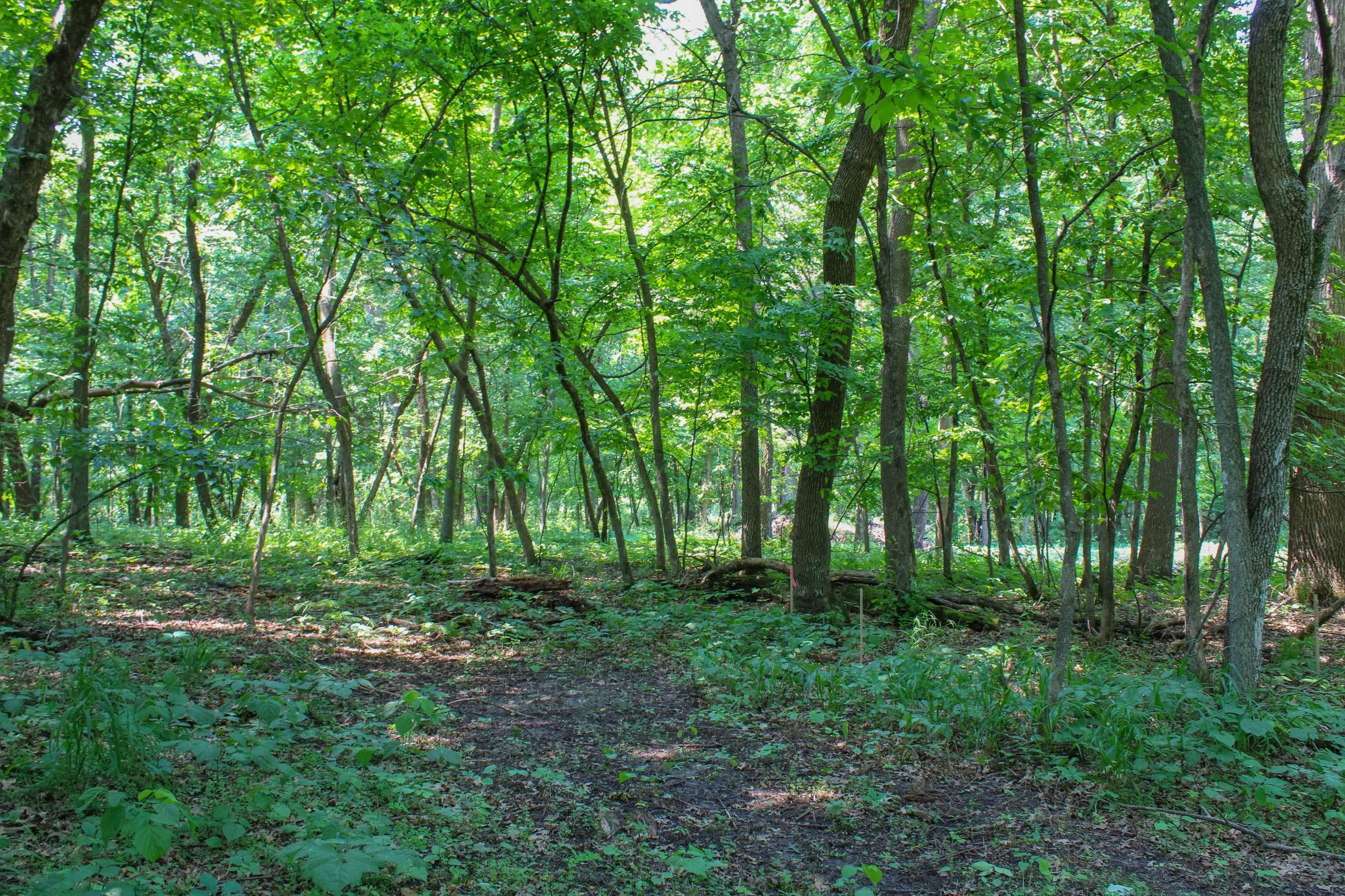 View of Land at 0000 Fourth Avenue, South Haven MN 55382, South Haven (5 of 17) - Mike Wilen | Minnesota Team Real Estate