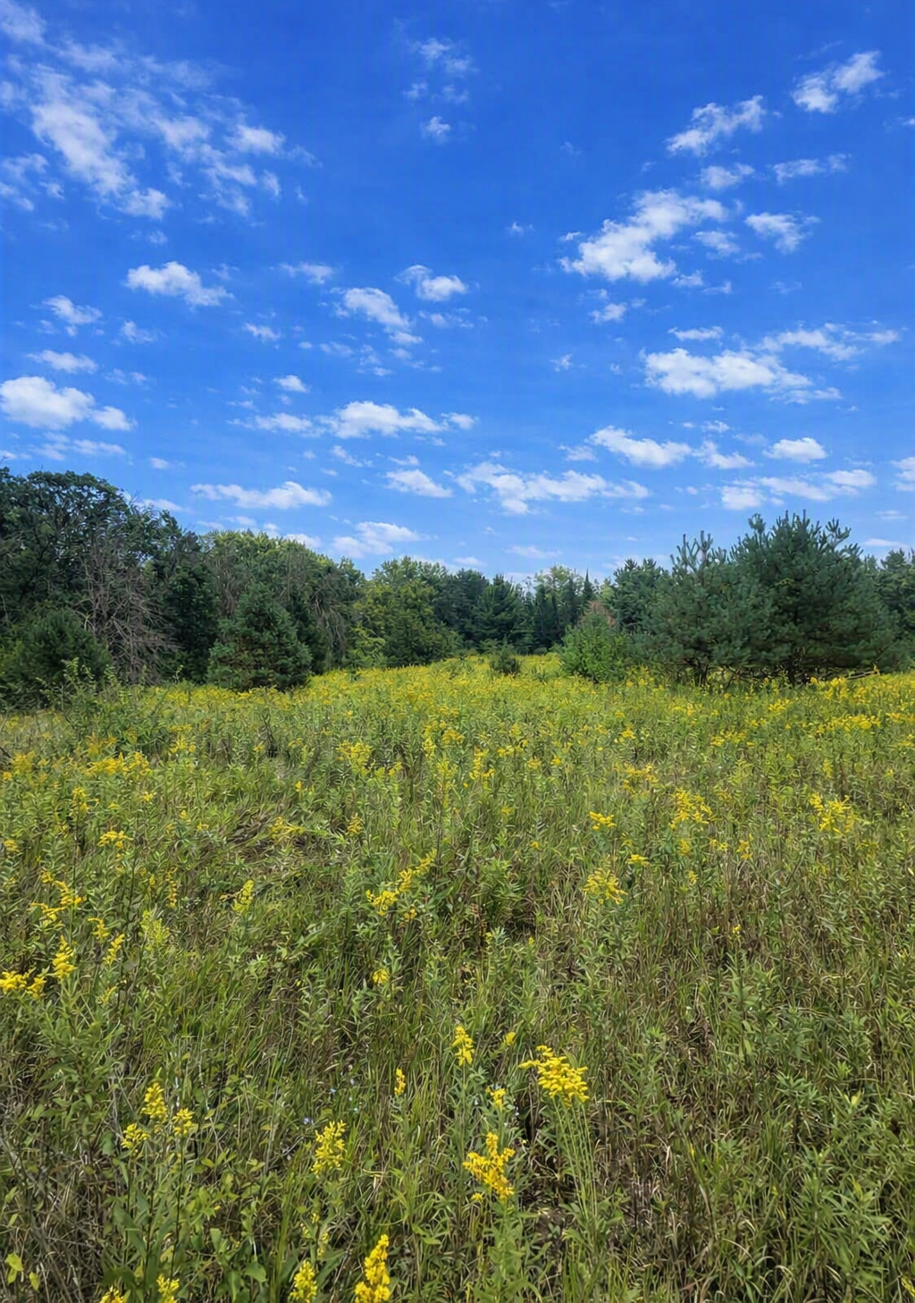 View of Land at xxxx Jeffrey Boulevard, Grant MN 55082, Grant (3 of 10) - Mike Wilen | Minnesota Team Real Estate