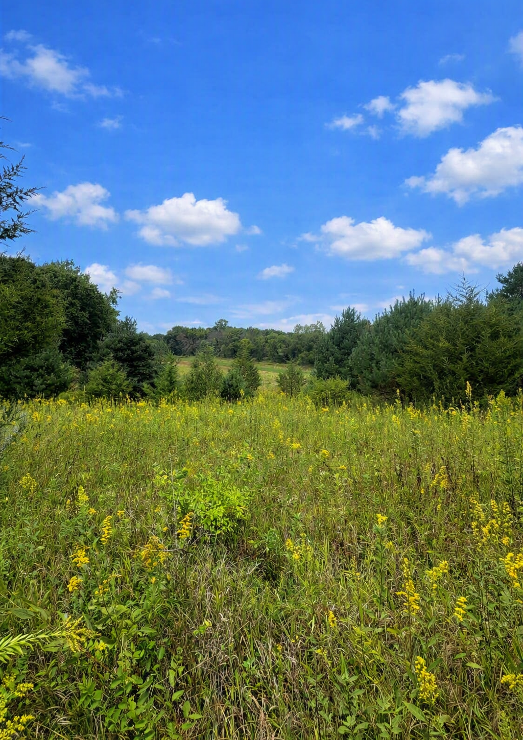 View of Land at xxxx Jeffrey Boulevard, Grant MN 55082, Grant - Mike Wilen | Minnesota Team Real Estate