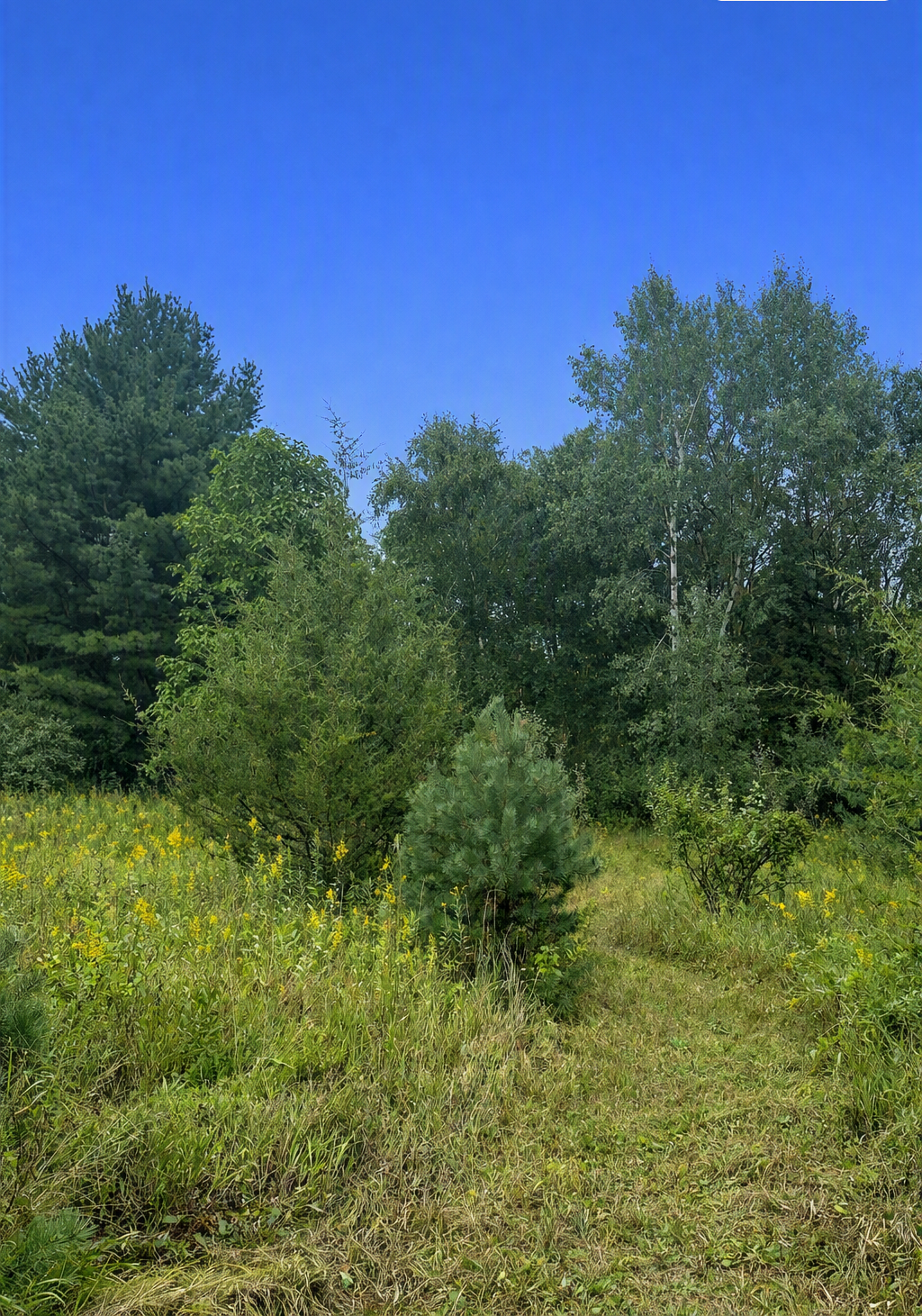 View of Land at xxxx Jeffrey Boulevard, Grant MN 55082, Grant (6 of 10) - Mike Wilen | Minnesota Team Real Estate