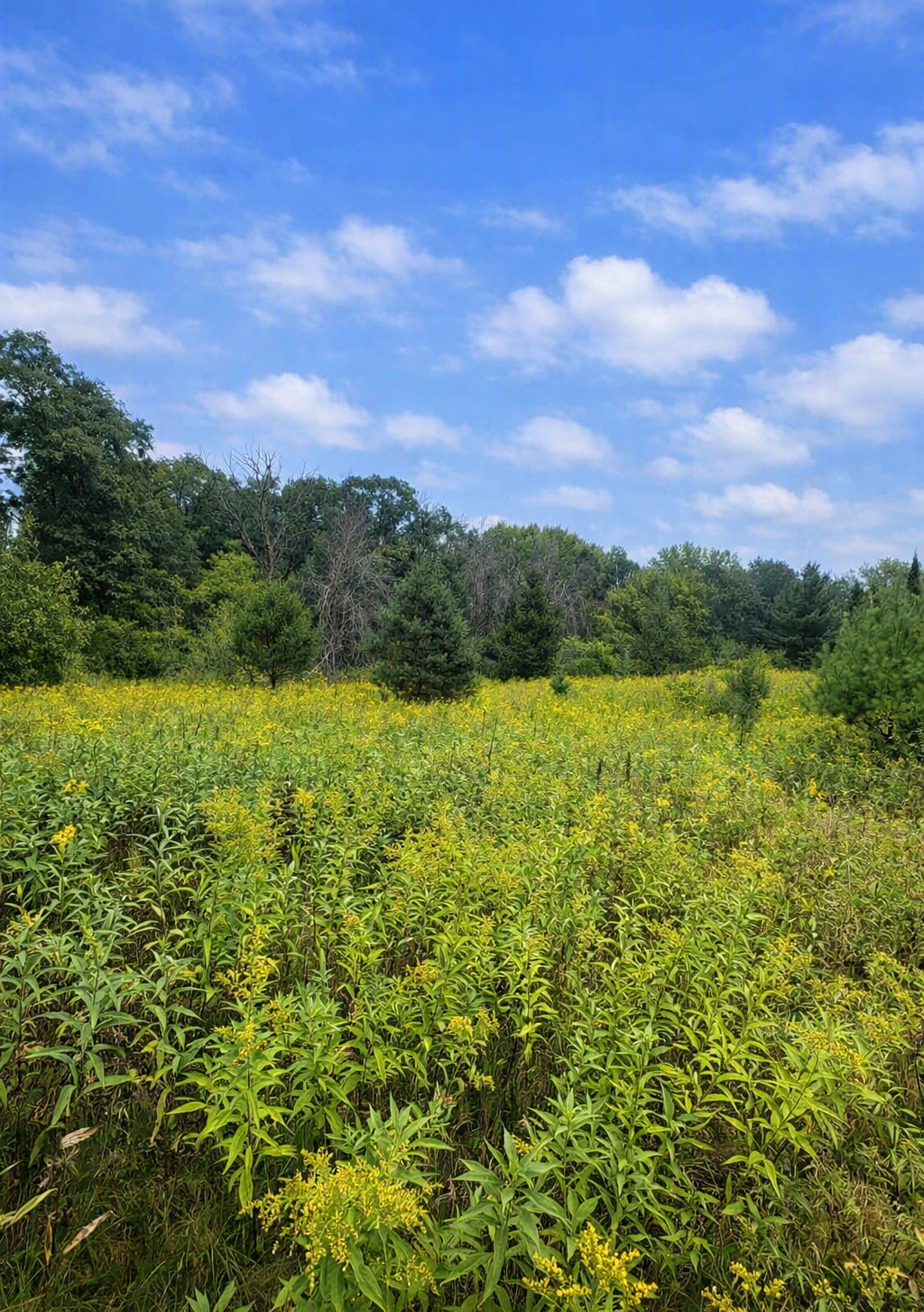 View of Land at xxxx Jeffrey Boulevard, Grant MN 55082, Grant (4 of 10) - Mike Wilen | Minnesota Team Real Estate