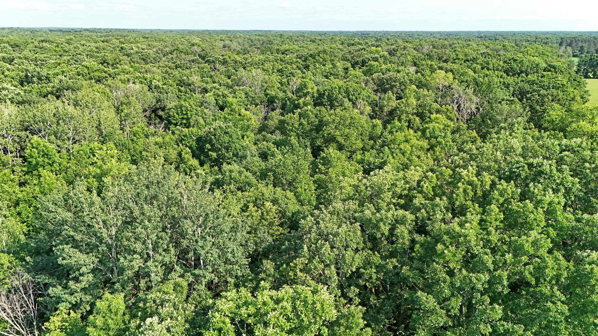 View of Land at UNASSIGNED 155th Avenue, Milaca MN 56353, Milaca (10 of 43) - Mike Wilen | Minnesota Team Real Estate