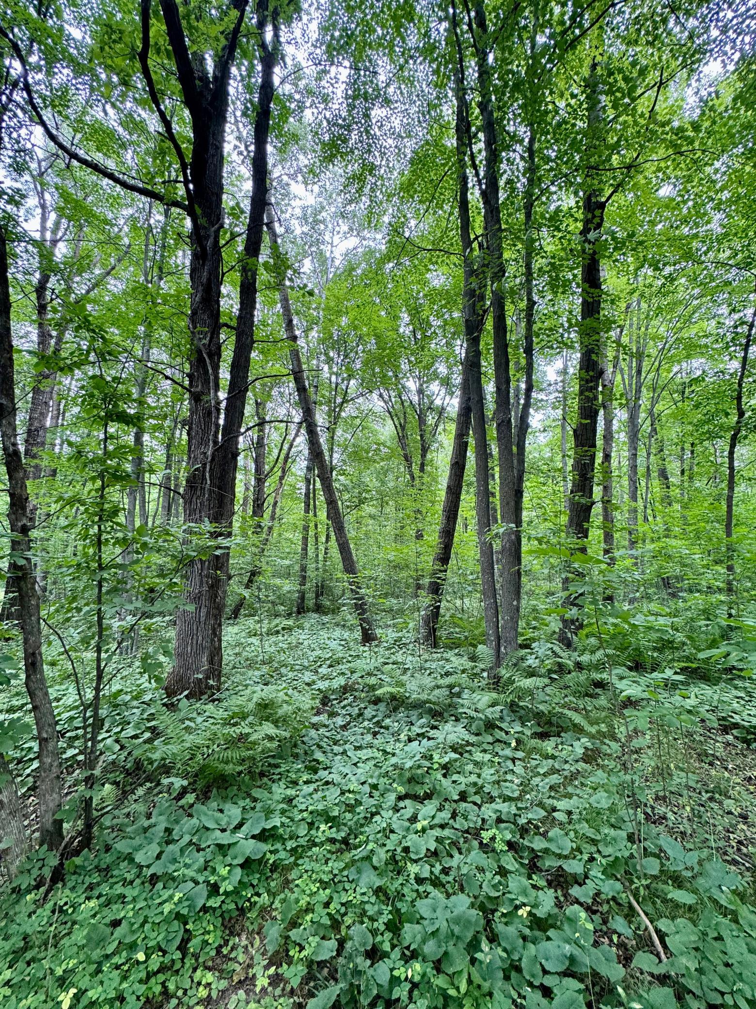 View of Land at UNASSIGNED 155th Avenue, Milaca MN 56353, Milaca (21 of 43) - Mike Wilen | Minnesota Team Real Estate