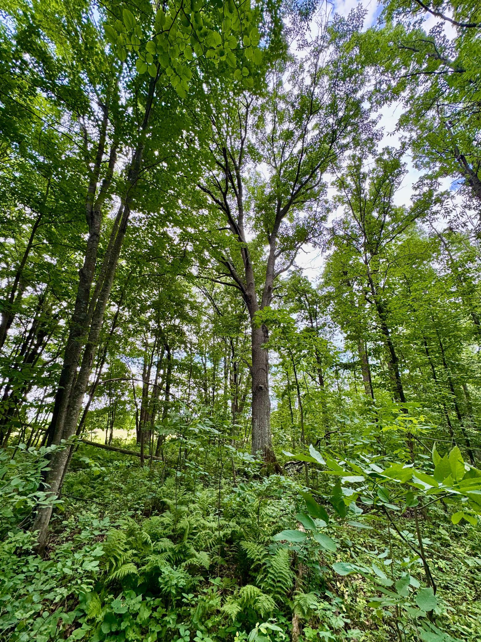 View of Land at UNASSIGNED 155th Avenue, Milaca MN 56353, Milaca (37 of 43) - Mike Wilen | Minnesota Team Real Estate
