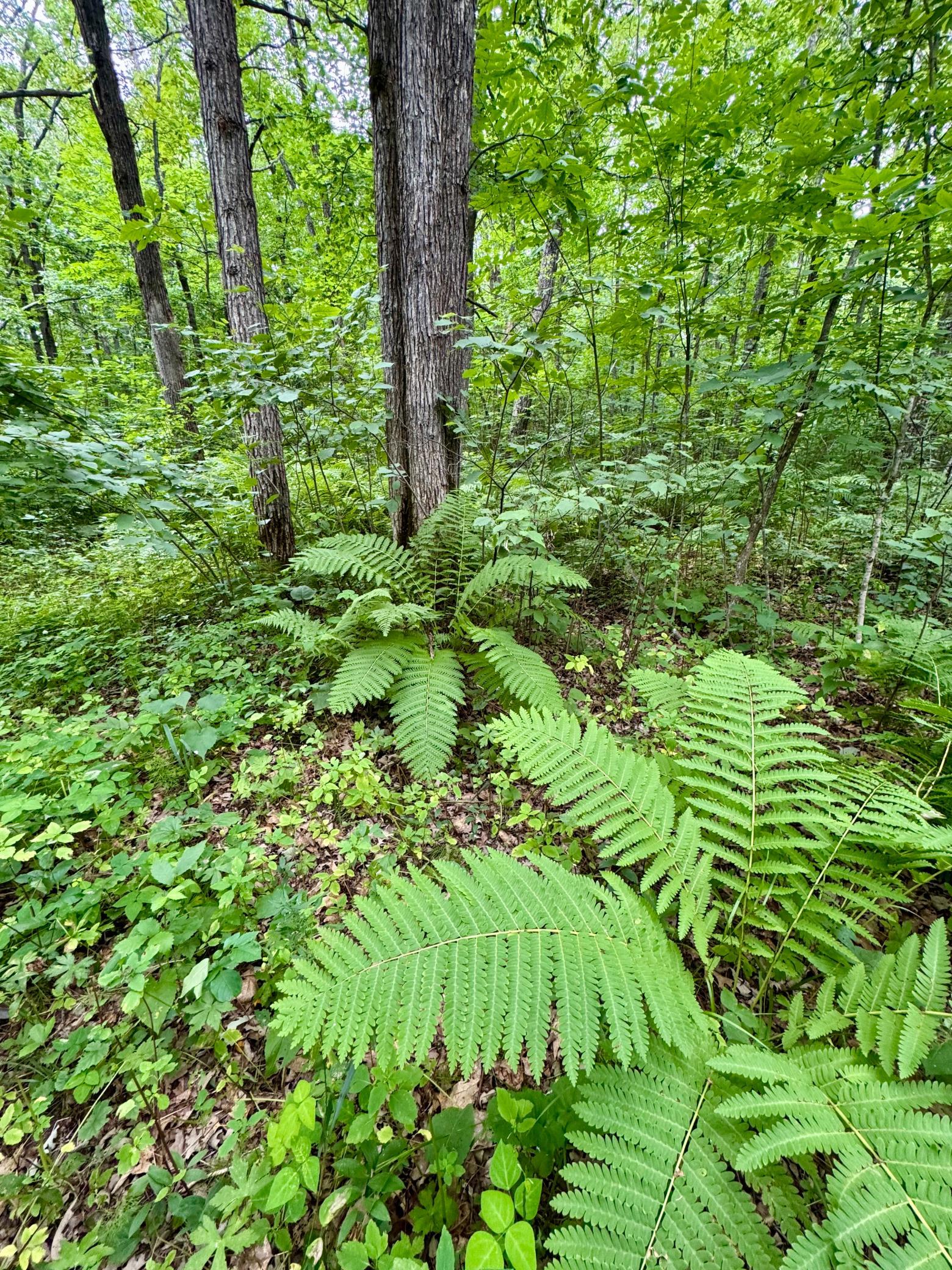 View of Land at UNASSIGNED 155th Avenue, Milaca MN 56353, Milaca (43 of 43) - Mike Wilen | Minnesota Team Real Estate