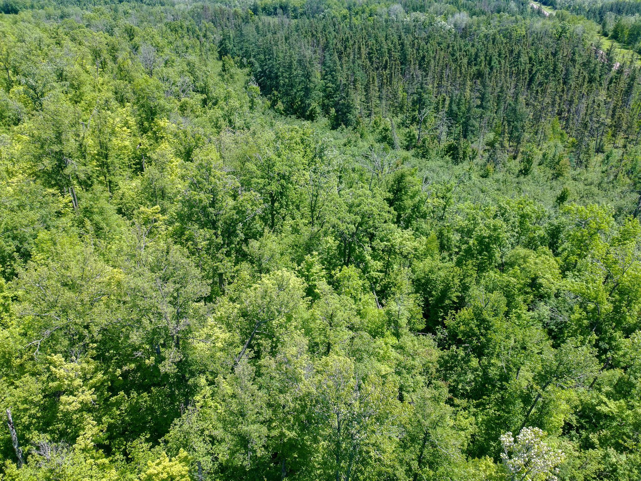 View of Land at TBD Oak Leaf Road, Kerrick MN 55756, Kerrick (13 of 19) - Mike Wilen | Minnesota Team Real Estate