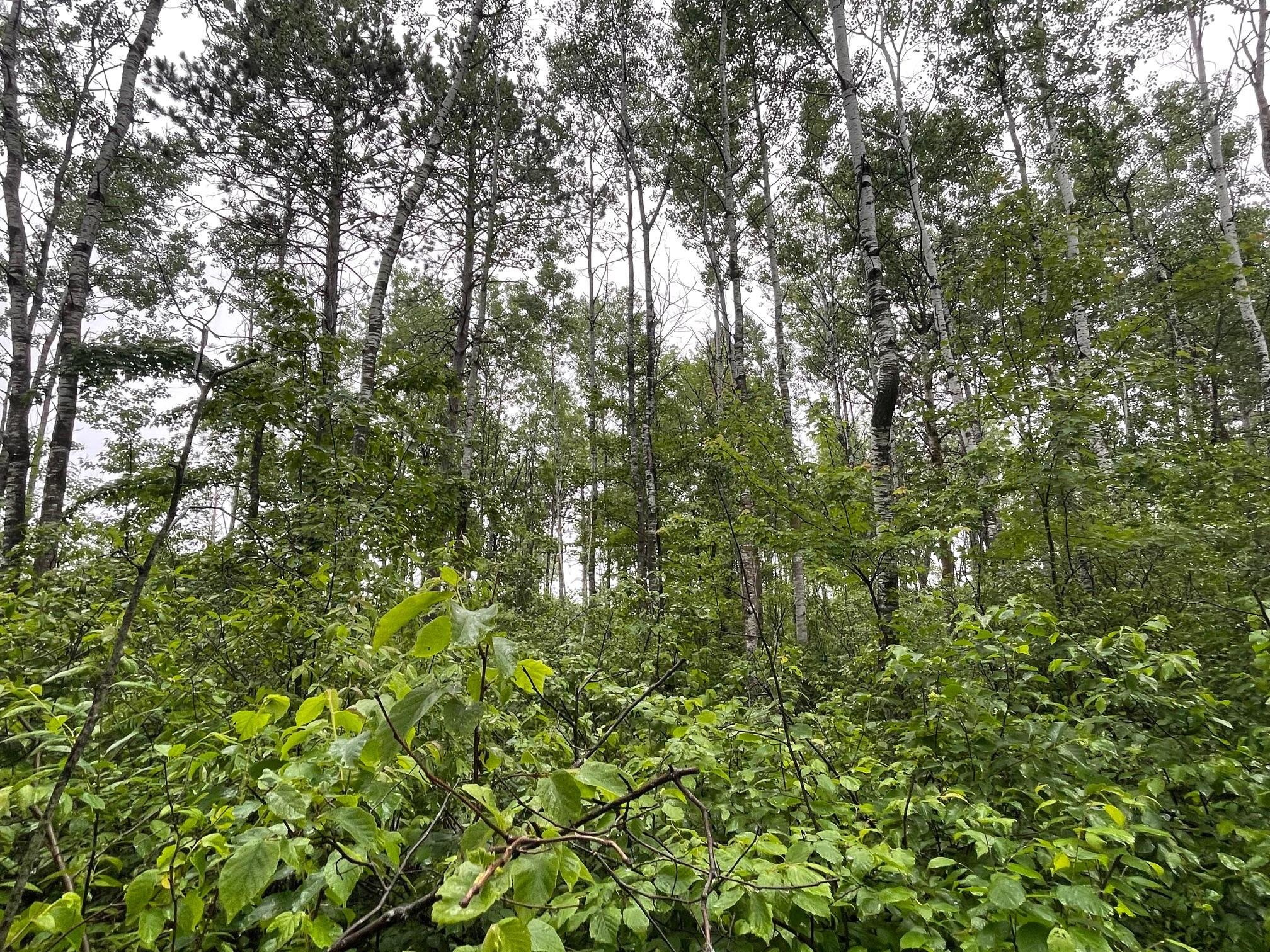 View of Land at TBD Klejeski Road, Sandstone MN 55072, Sandstone (33 of 33) - Mike Wilen | Minnesota Team Real Estate