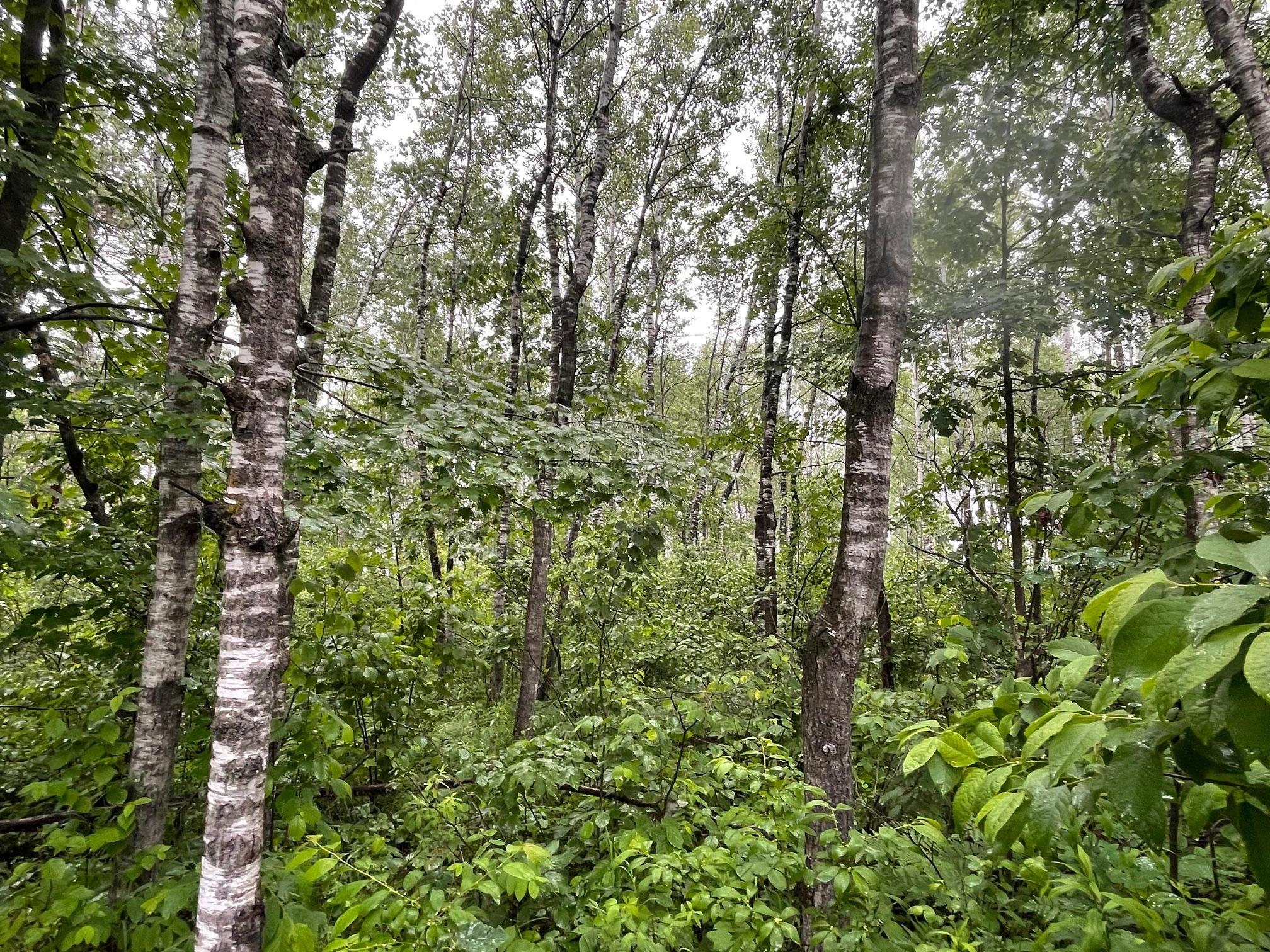View of Land at TBD Klejeski Road, Sandstone MN 55072, Sandstone (6 of 33) - Mike Wilen | Minnesota Team Real Estate