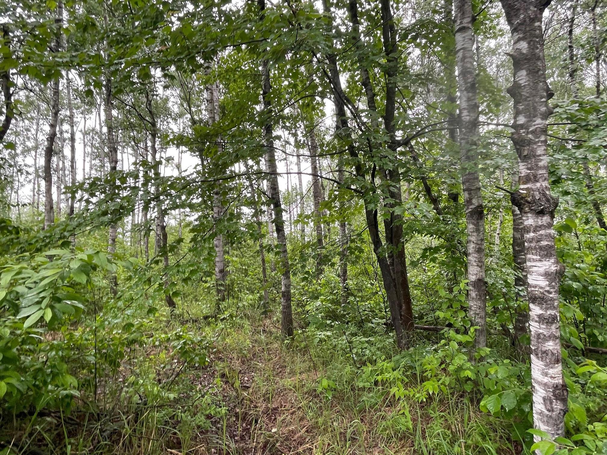 View of Land at TBD Klejeski Road, Sandstone MN 55072, Sandstone (7 of 33) - Mike Wilen | Minnesota Team Real Estate
