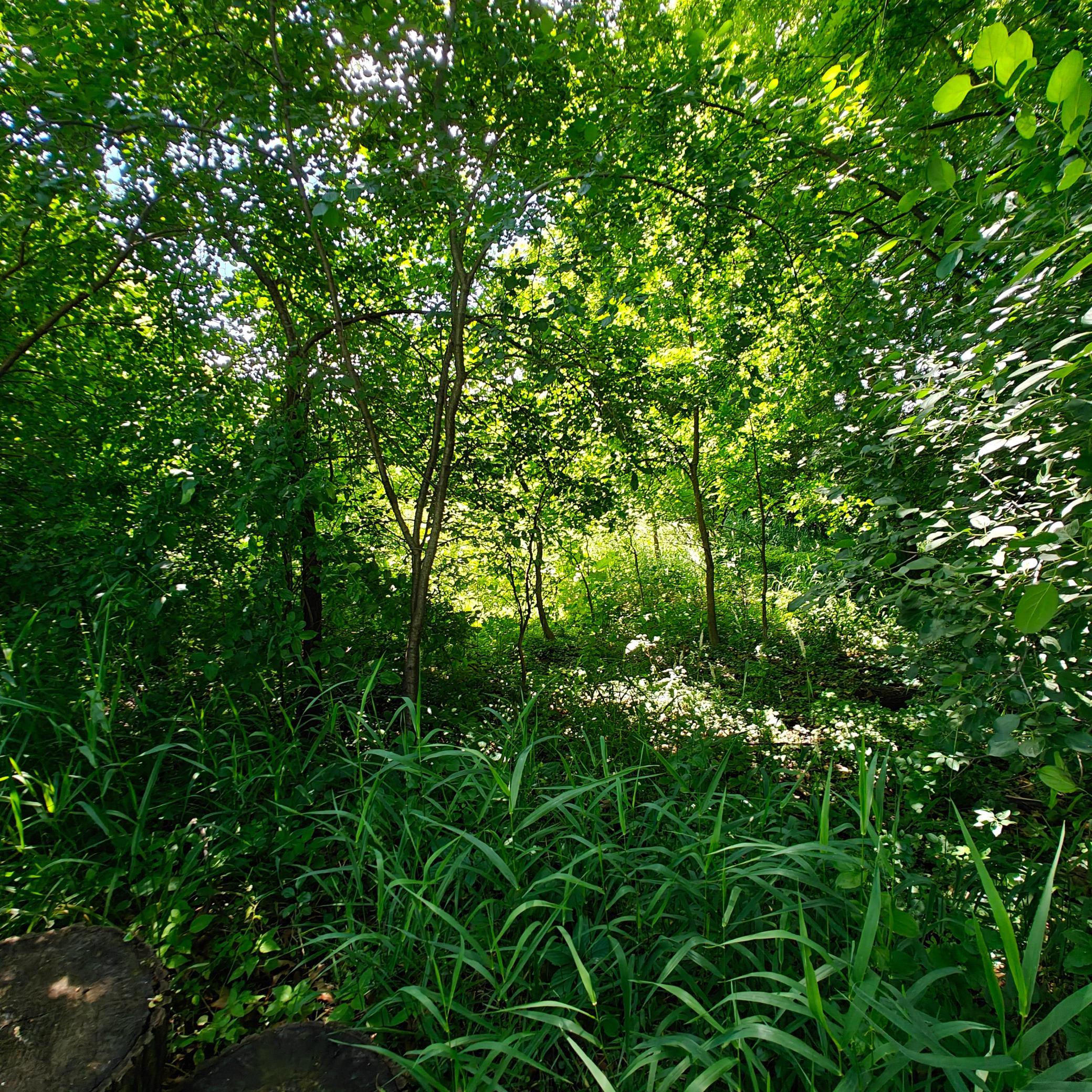 View of Land at 18 Westwood Circle, Hopkins MN 55305, Hopkins (5 of 7) - Mike Wilen | Minnesota Team Real Estate