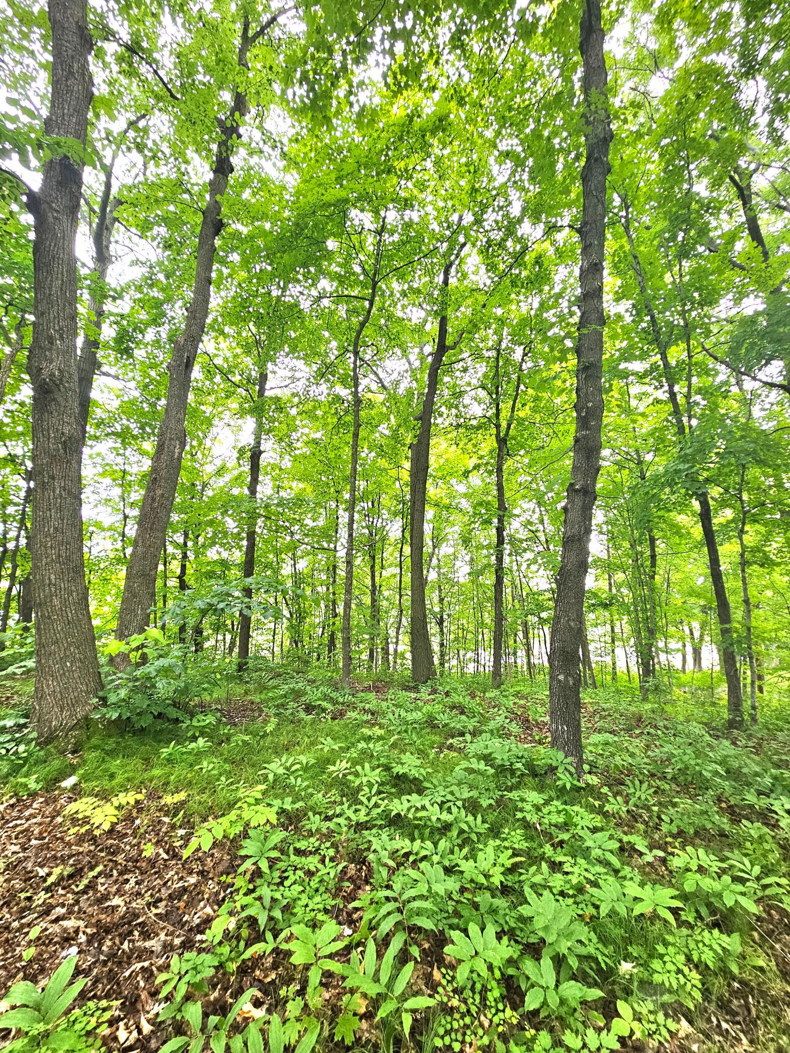 View of Land at TBD East Grace Street, Isle MN 56342, Isle (11 of 19) - Mike Wilen | Minnesota Team Real Estate
