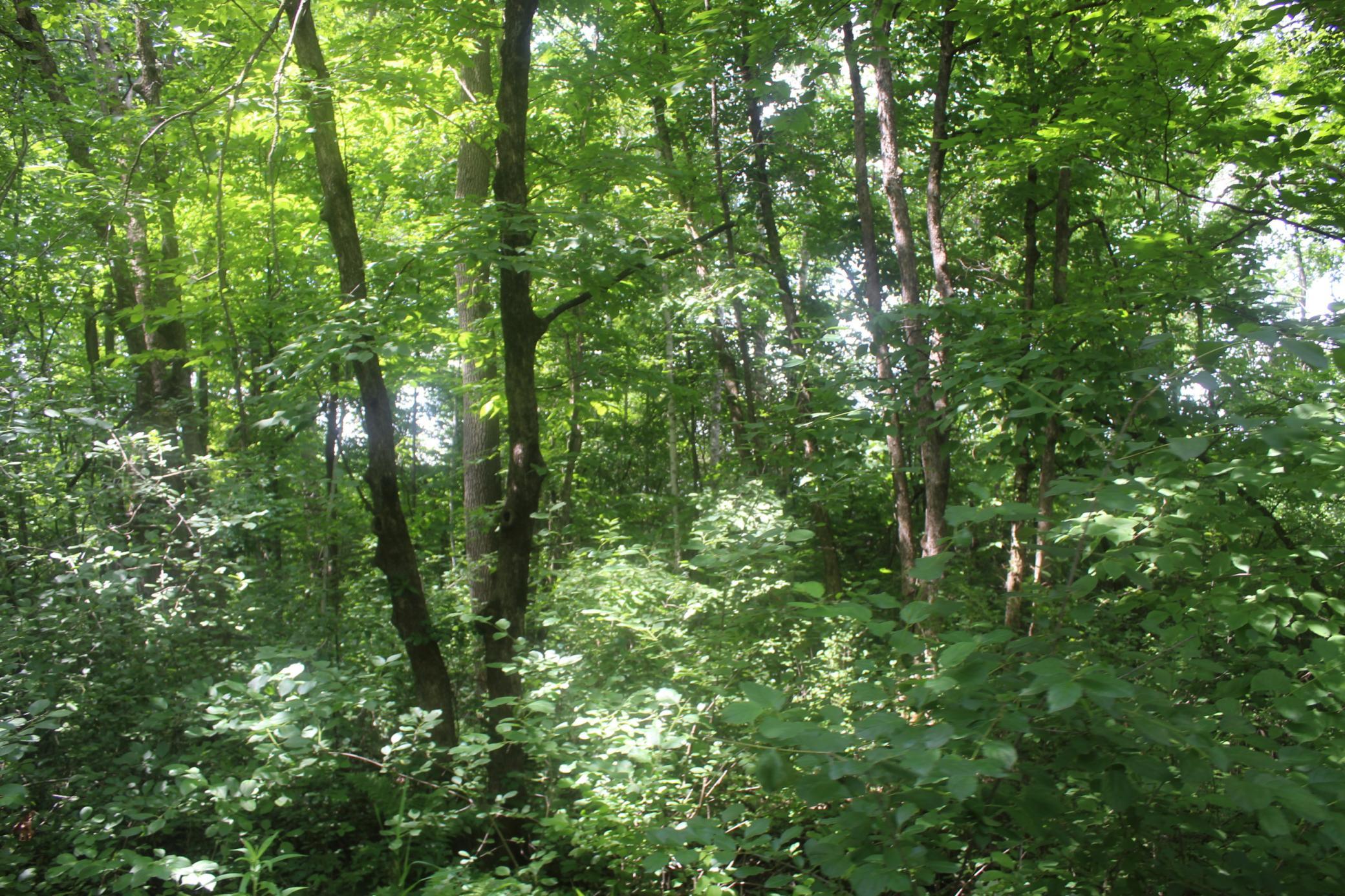 View of Land at 14xxx Green Meadow Road, Milaca MN 56353, Milaca (8 of 12) - Mike Wilen | Minnesota Team Real Estate