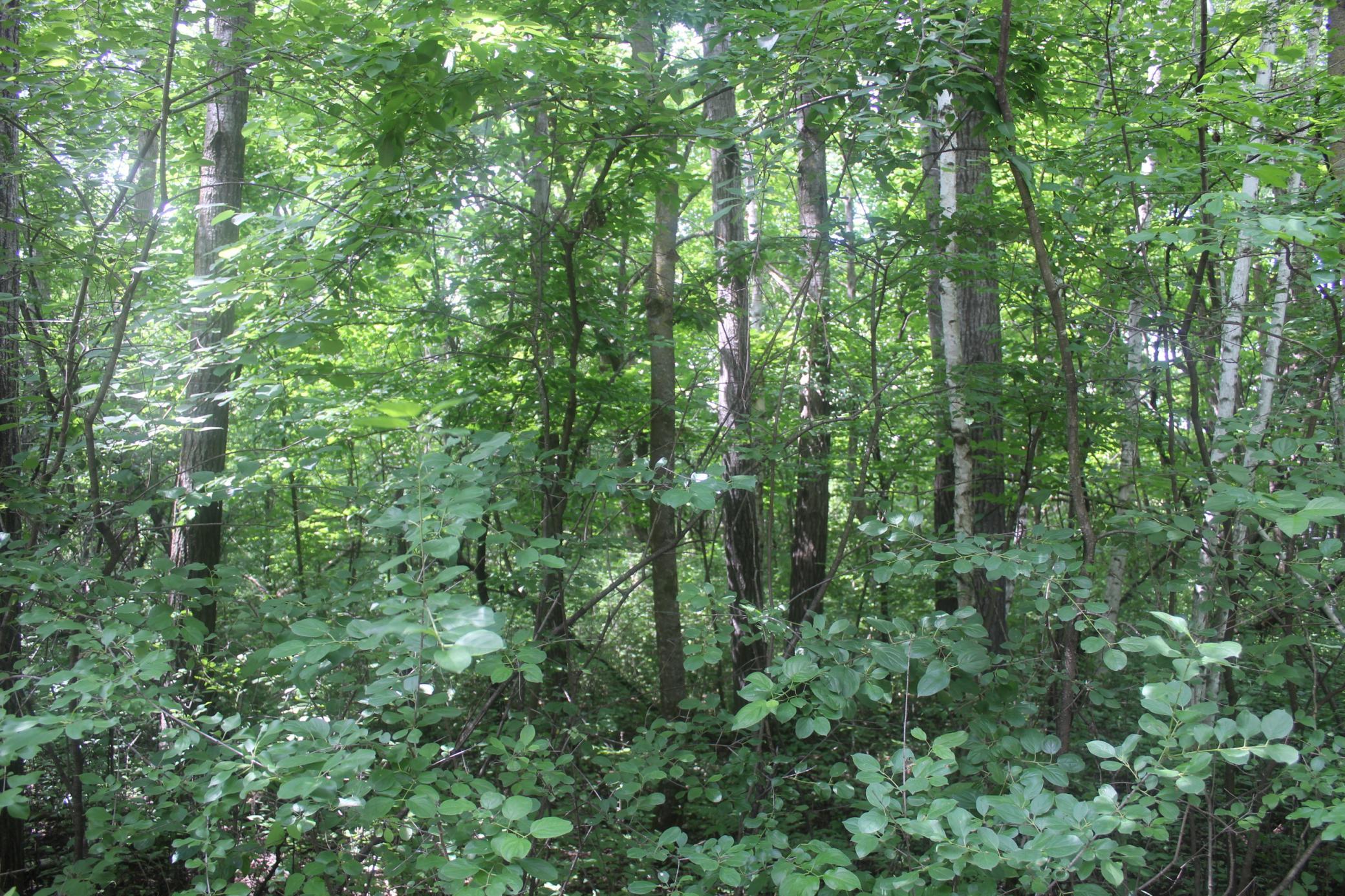 View of Land at 14xxx Green Meadow Road, Milaca MN 56353, Milaca (7 of 12) - Mike Wilen | Minnesota Team Real Estate