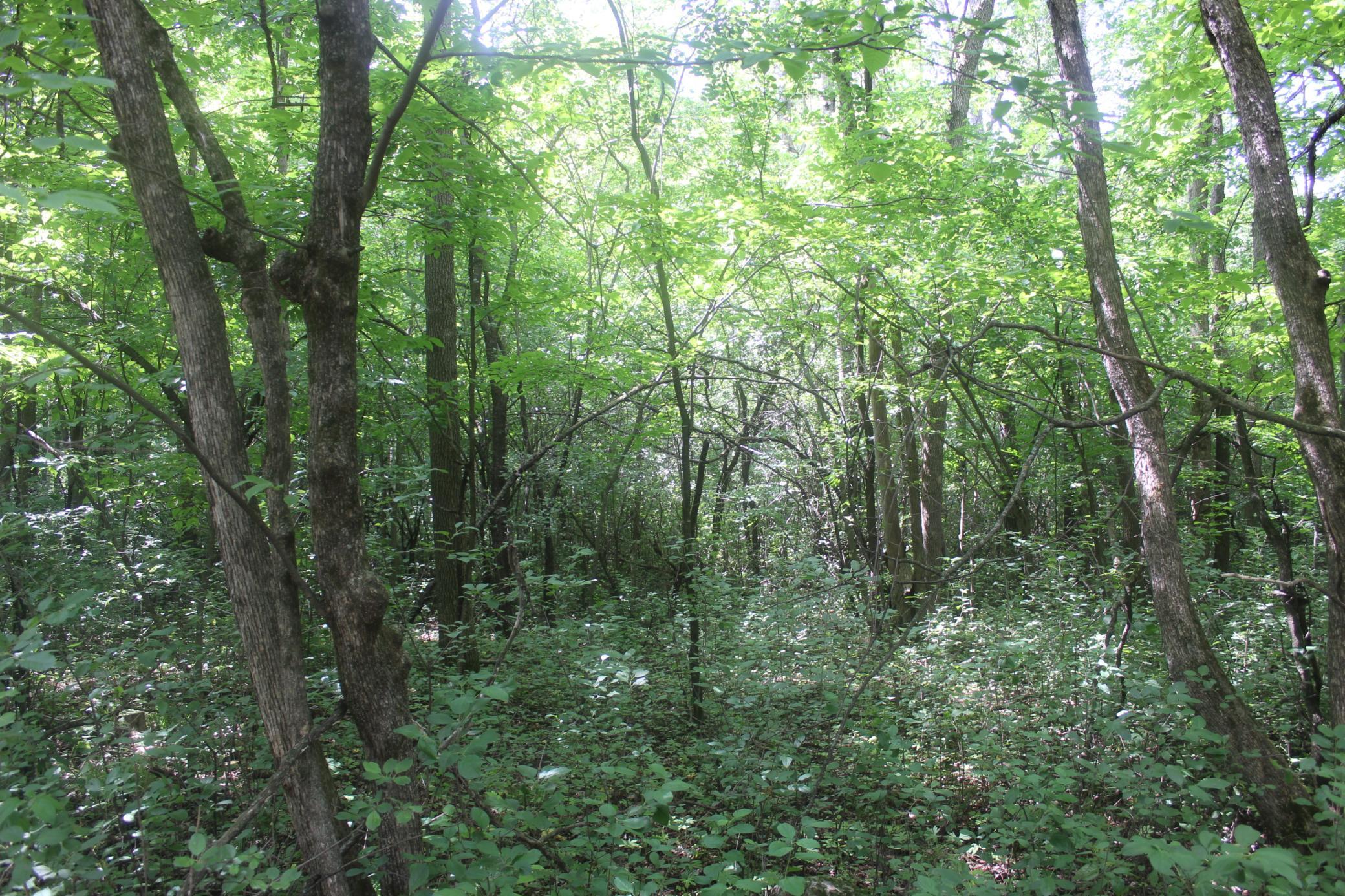 View of Land at 14xxx Green Meadow Road, Milaca MN 56353, Milaca (6 of 12) - Mike Wilen | Minnesota Team Real Estate