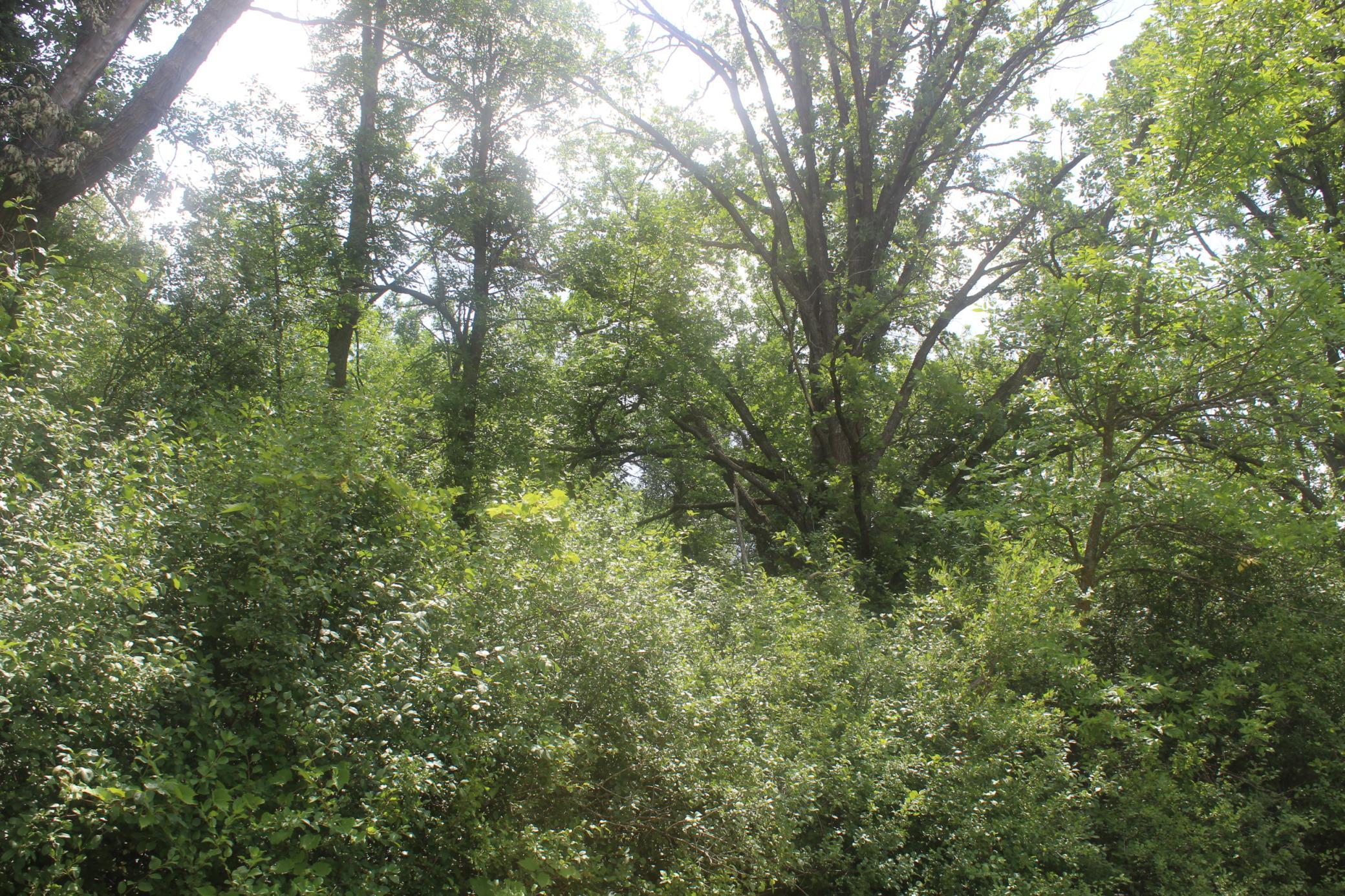 View of Land at 14xxx Green Meadow Road, Milaca MN 56353, Milaca (4 of 12) - Mike Wilen | Minnesota Team Real Estate