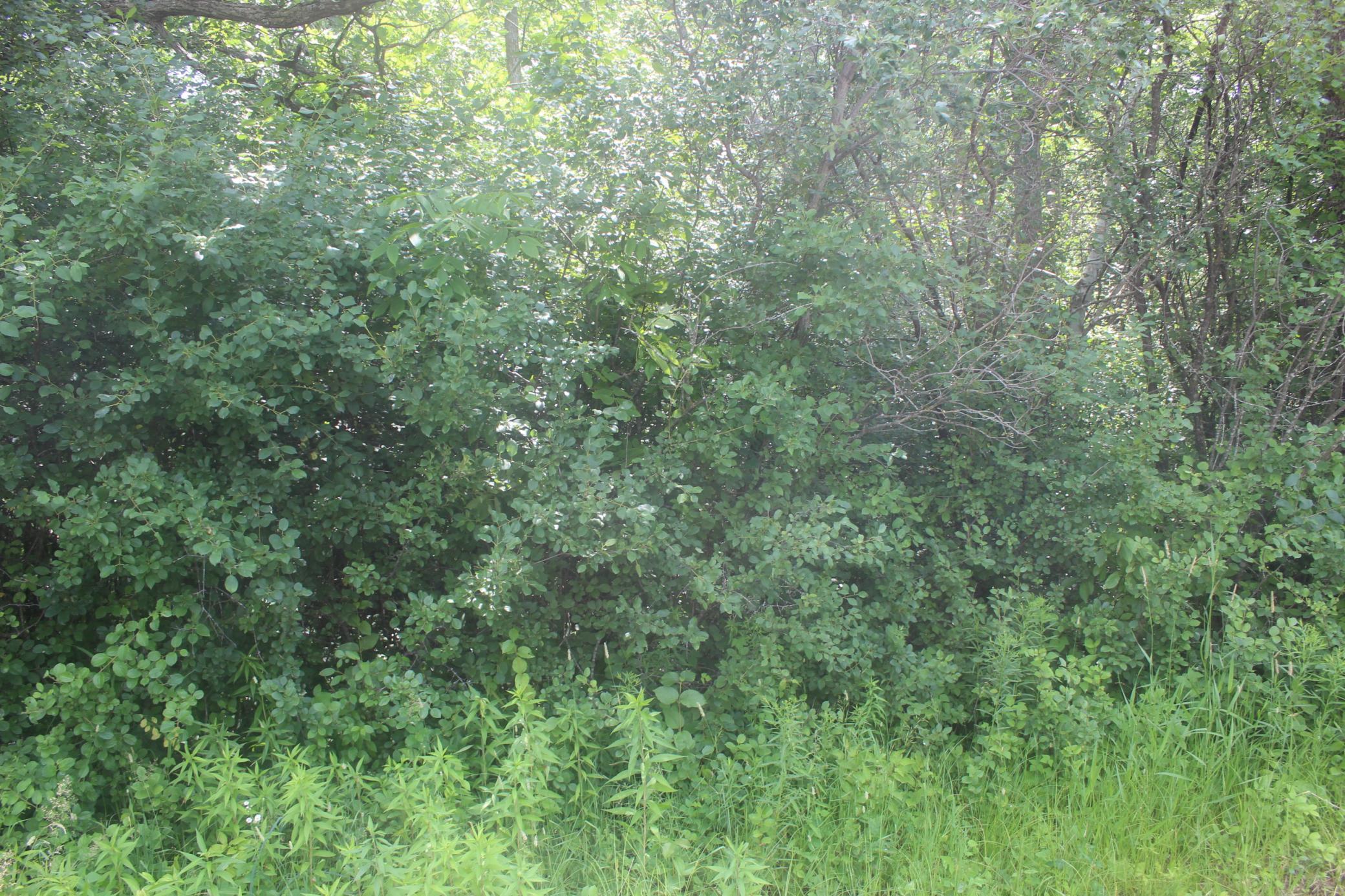 View of Land at 14xxx Green Meadow Road, Milaca MN 56353, Milaca (3 of 12) - Mike Wilen | Minnesota Team Real Estate