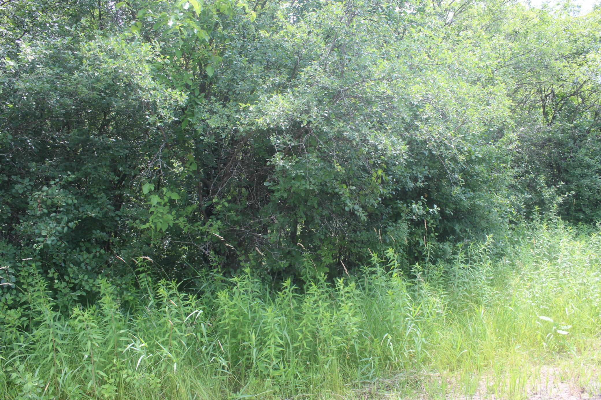 View of Land at 14xxx Green Meadow Road, Milaca MN 56353, Milaca (2 of 12) - Mike Wilen | Minnesota Team Real Estate