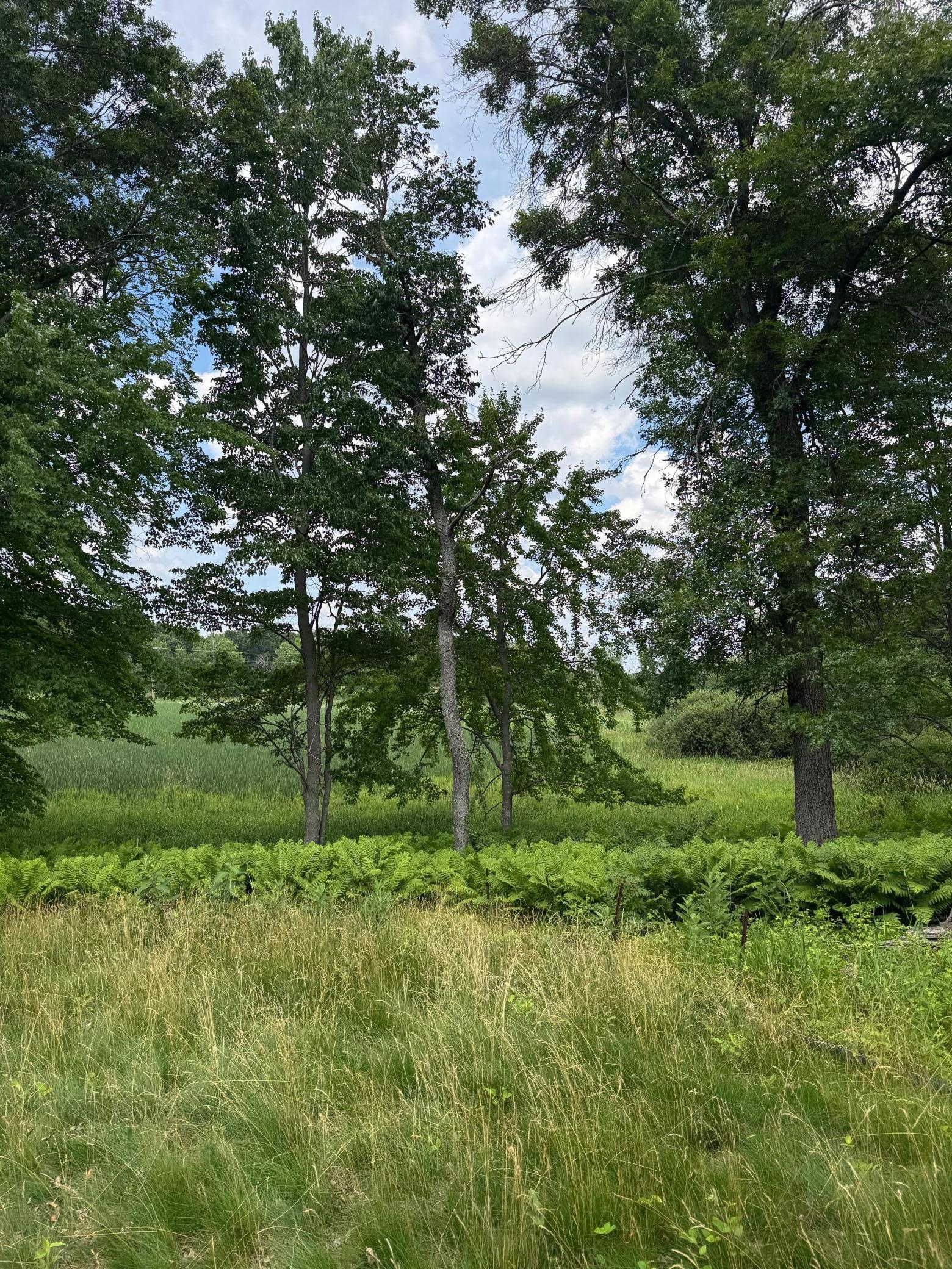 View of Land at 355 176th Lane, Ham Lake MN 55304, Ham Lake (9 of 12) - Mike Wilen | Minnesota Team Real Estate