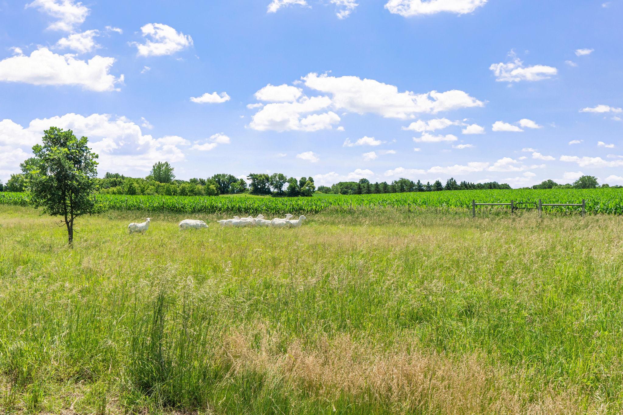 View of Residential at 15790 78th Street, Mayer MN 55360, Mayer (16 of 70) - Mike Wilen | Minnesota Team Real Estate